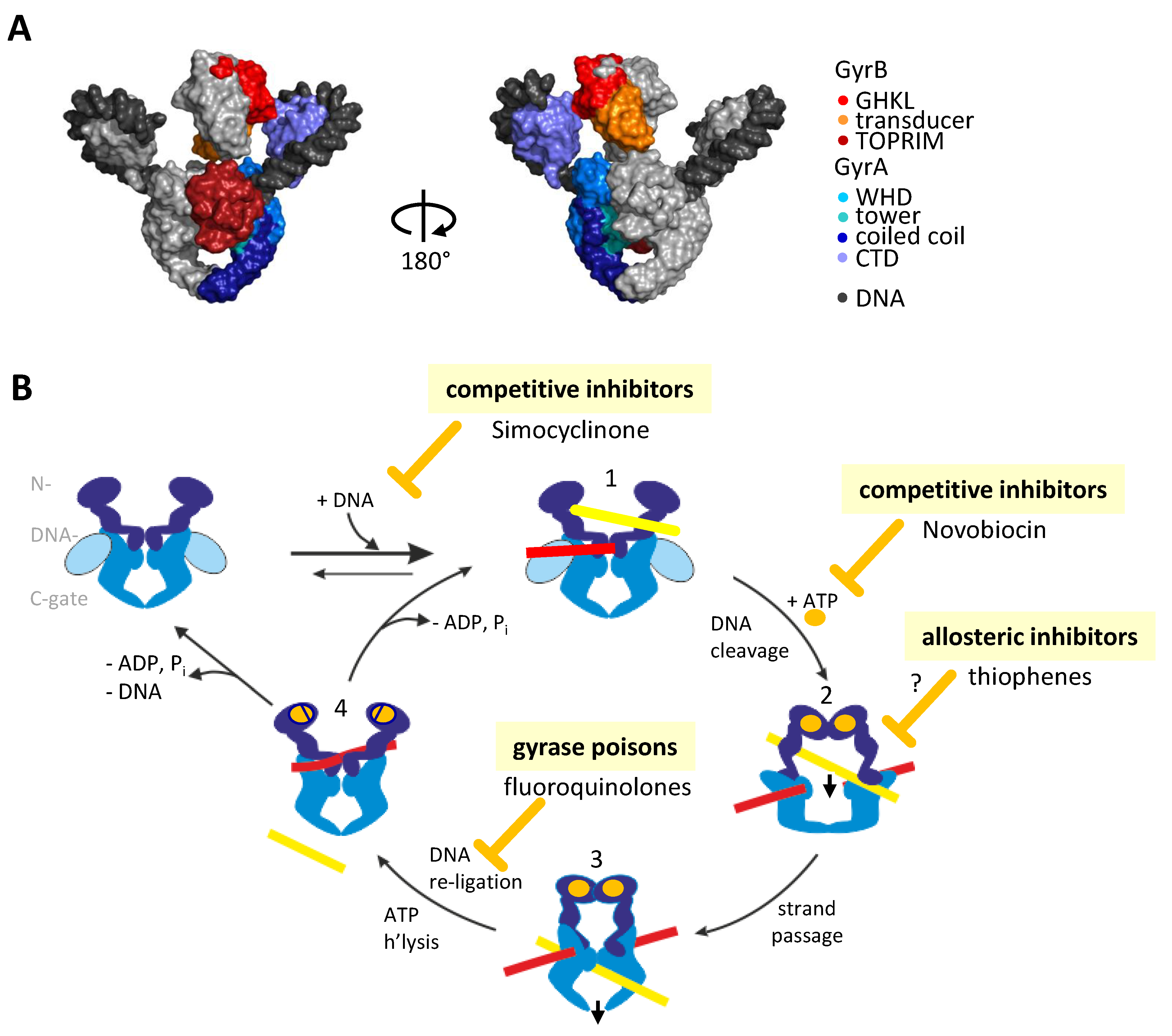 Molecules Free FullText Towards ConformationSensitive Inhibition