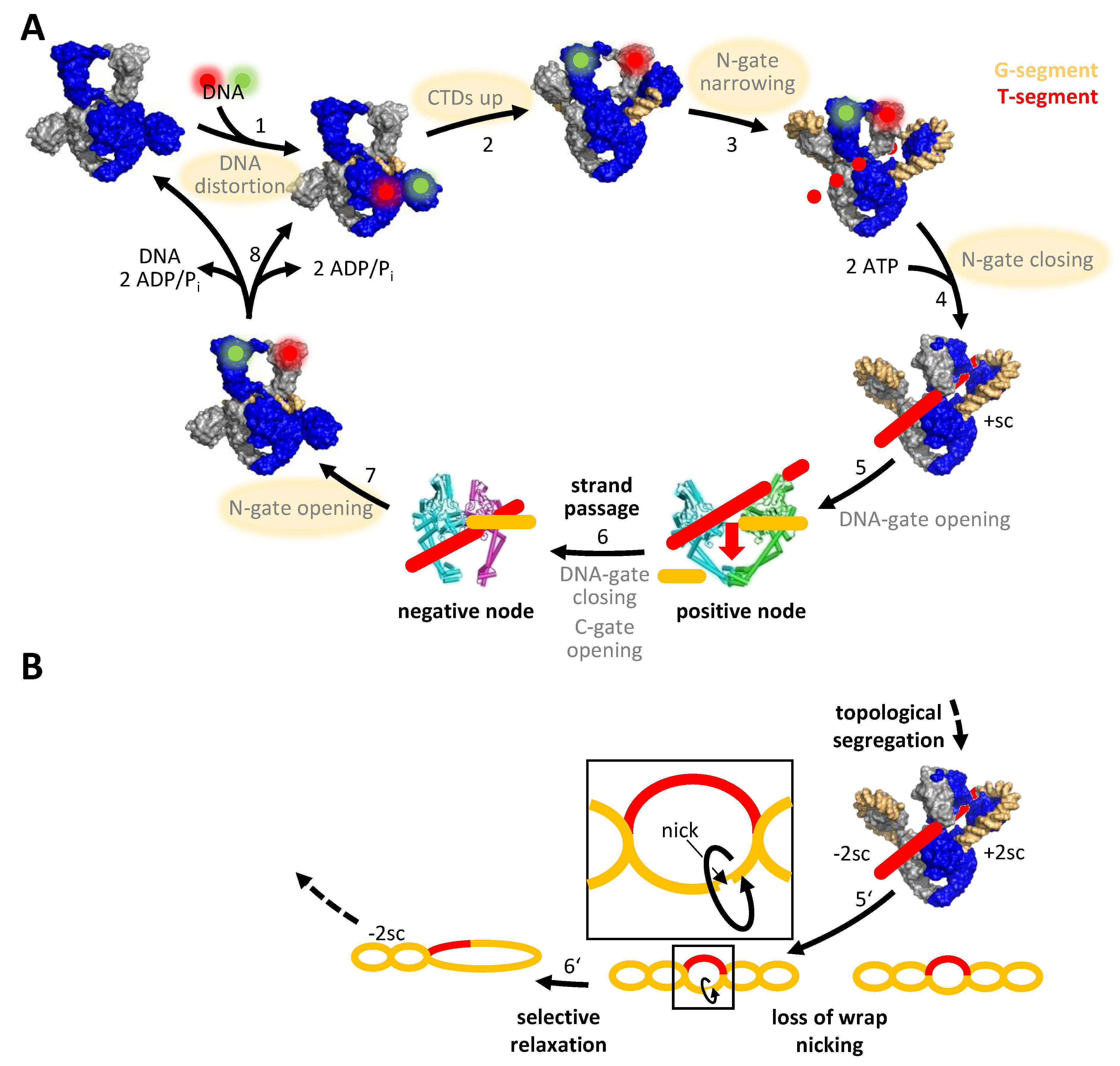 Molecules 26 01234 g005 Molecules 26 01234 g005