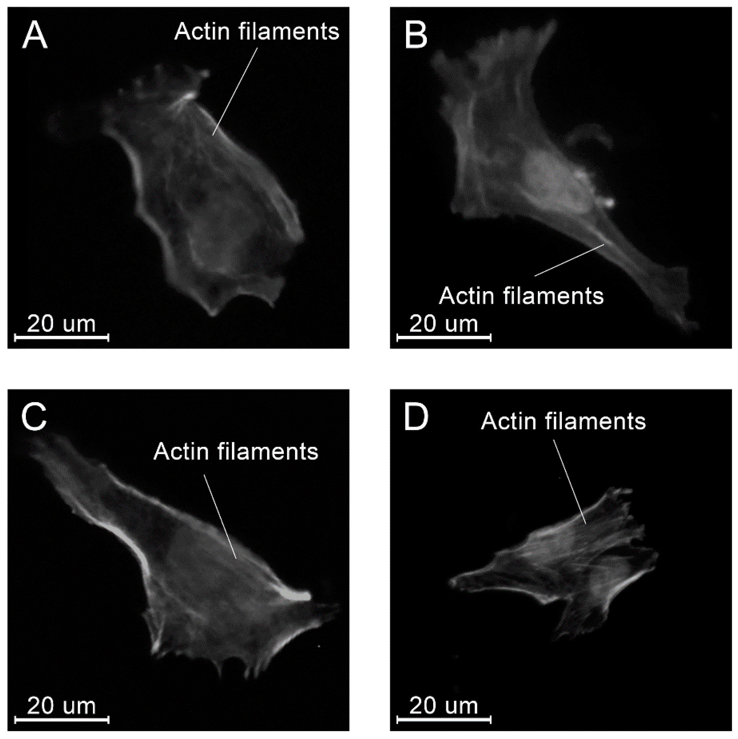 Molecules 26 01256 g015