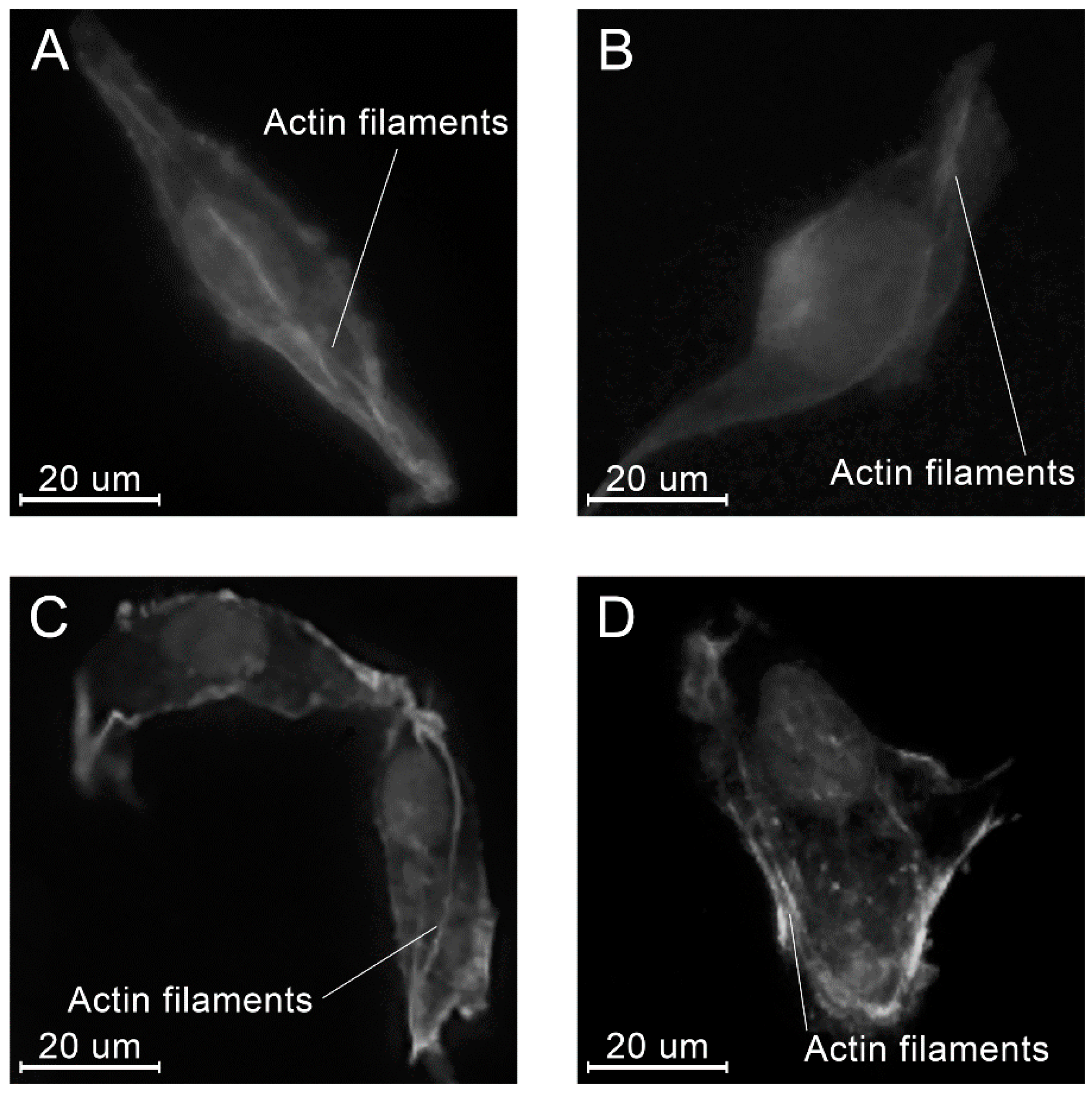 Molecules 26 01256 g016