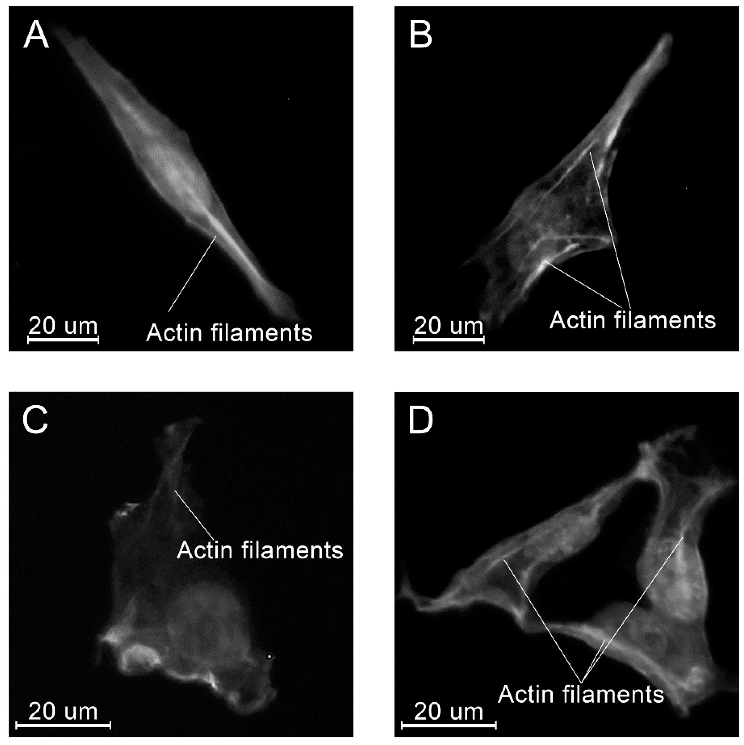 Molecules 26 01256 g017