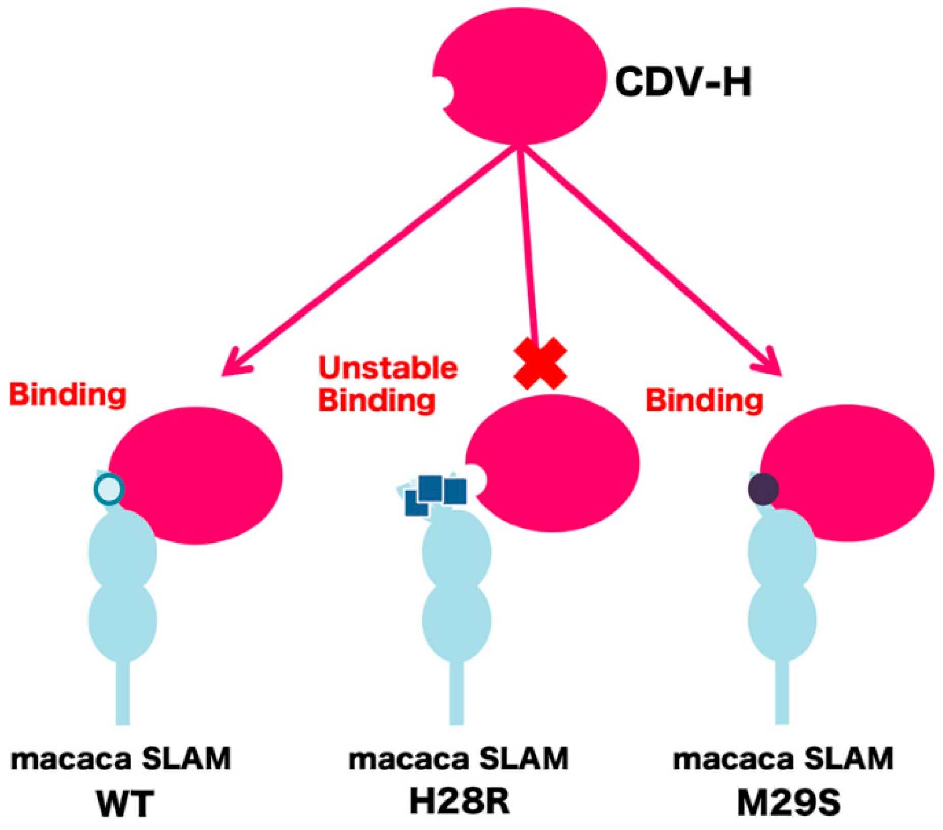 Molecules 26 01262 g004 Molecules 26 01262 g004