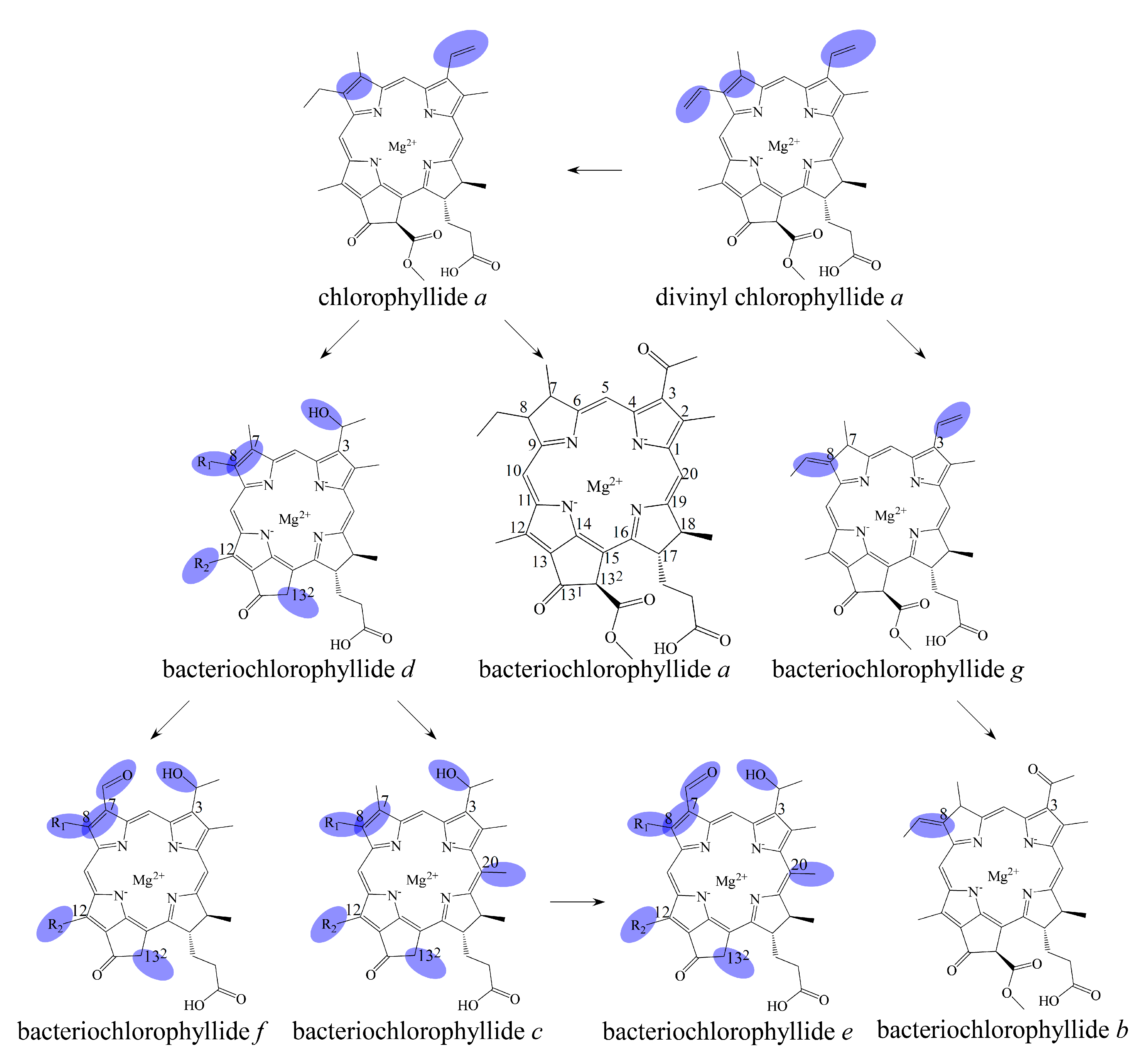 Molecules 26 01293 g003 Molecules 26 01293 g003