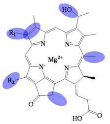 Molecules 26 01293 i003 Molecules 26 01293 i003