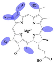 Molecules 26 01293 i005 Molecules 26 01293 i005
