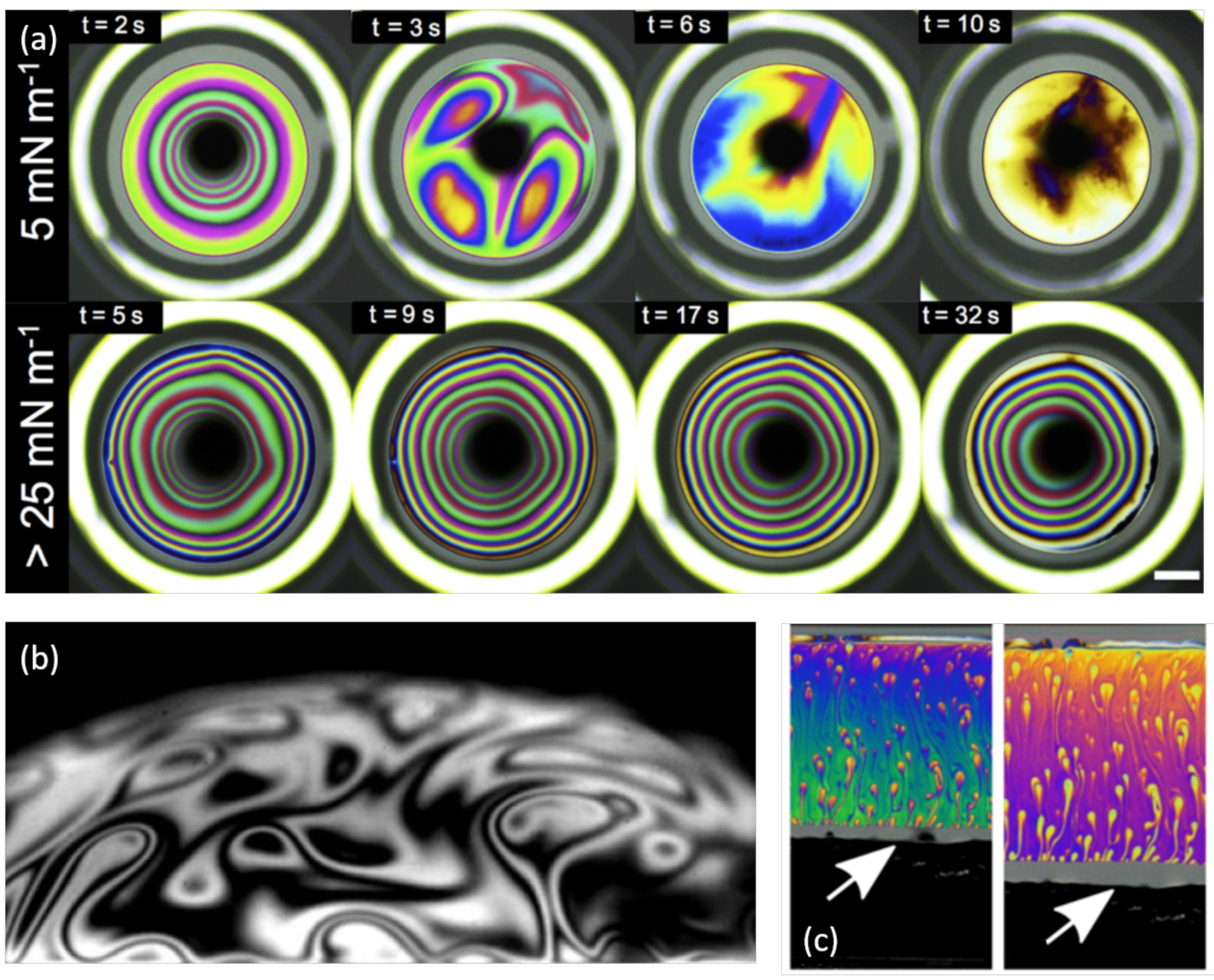 Molecules 26 01317 g005