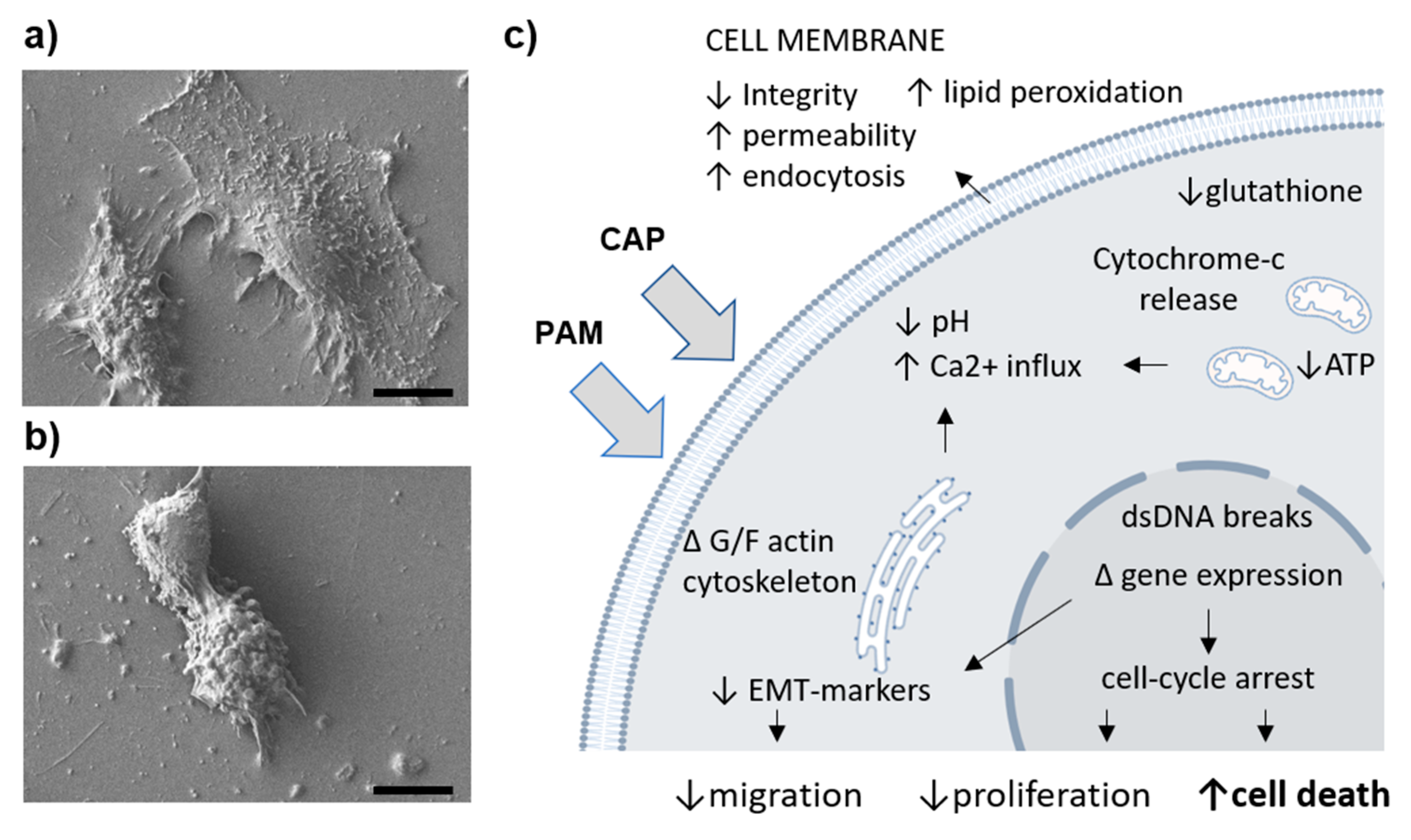 Molecules 26 01336 g001