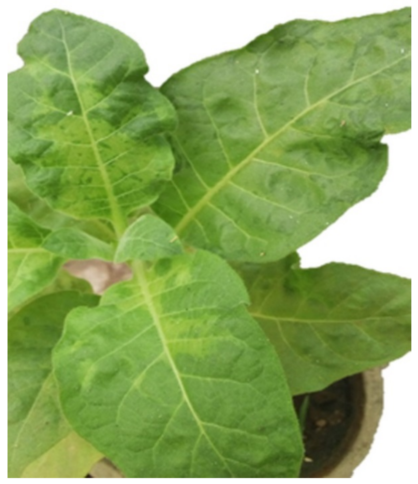 Molecules 26 01337 g001