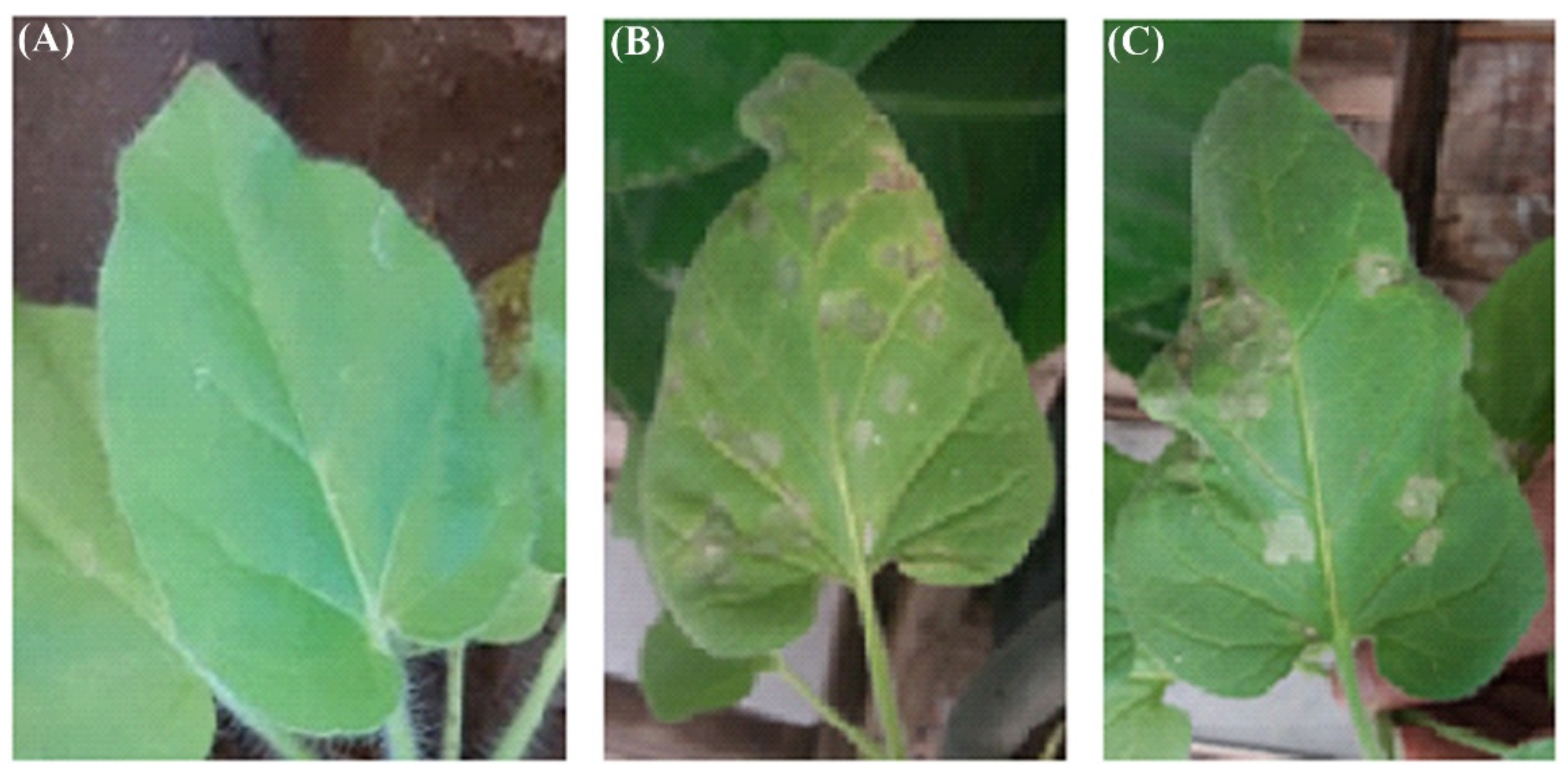 Molecules 26 01337 g003