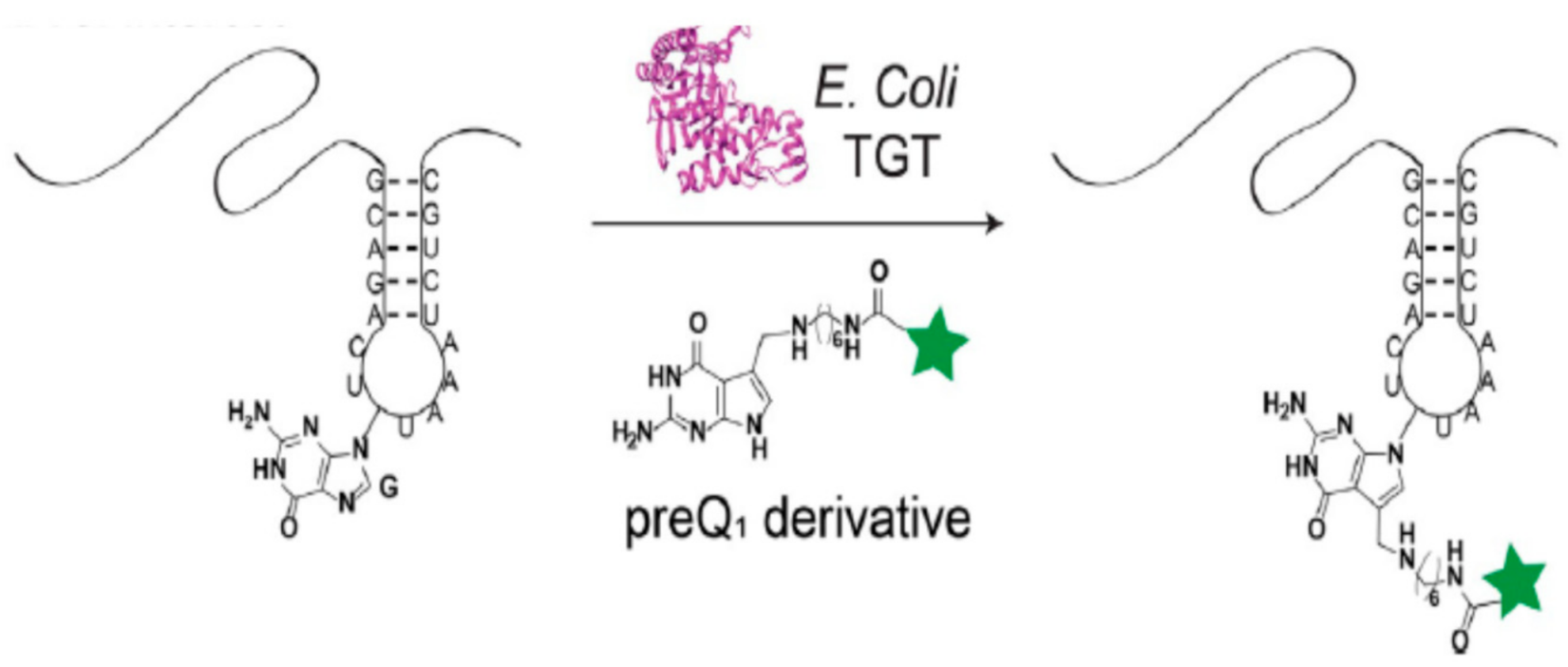 Molecules 26 01341 g004 Molecules 26 01341 g004