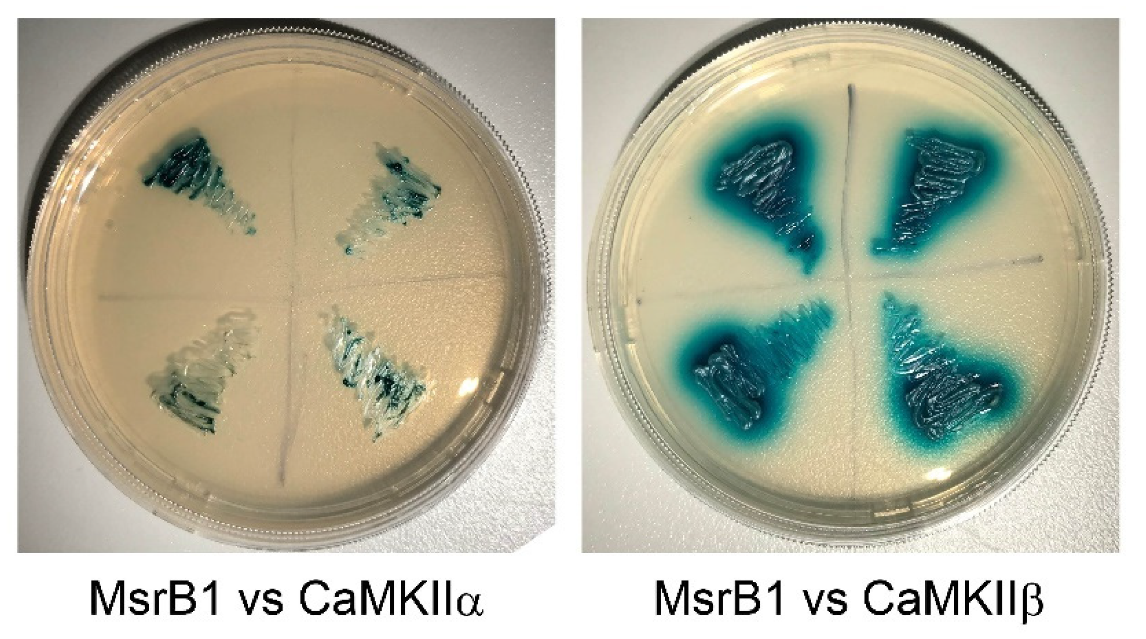 Molecules 26 01372 g002