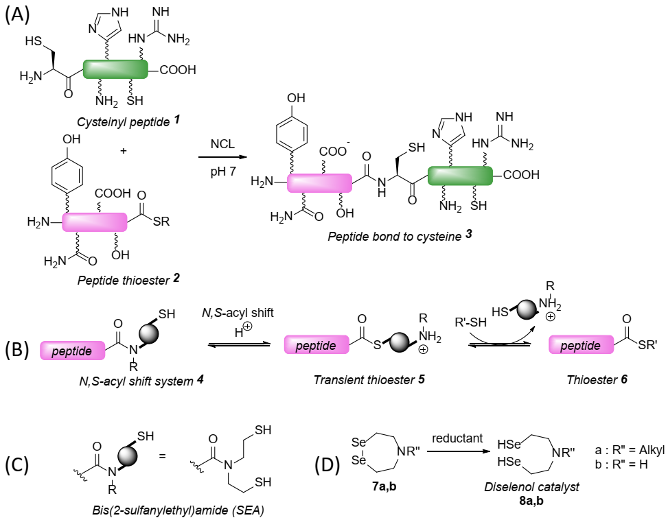 Molecules Free FullText Insights into the Mechanism and Catalysis