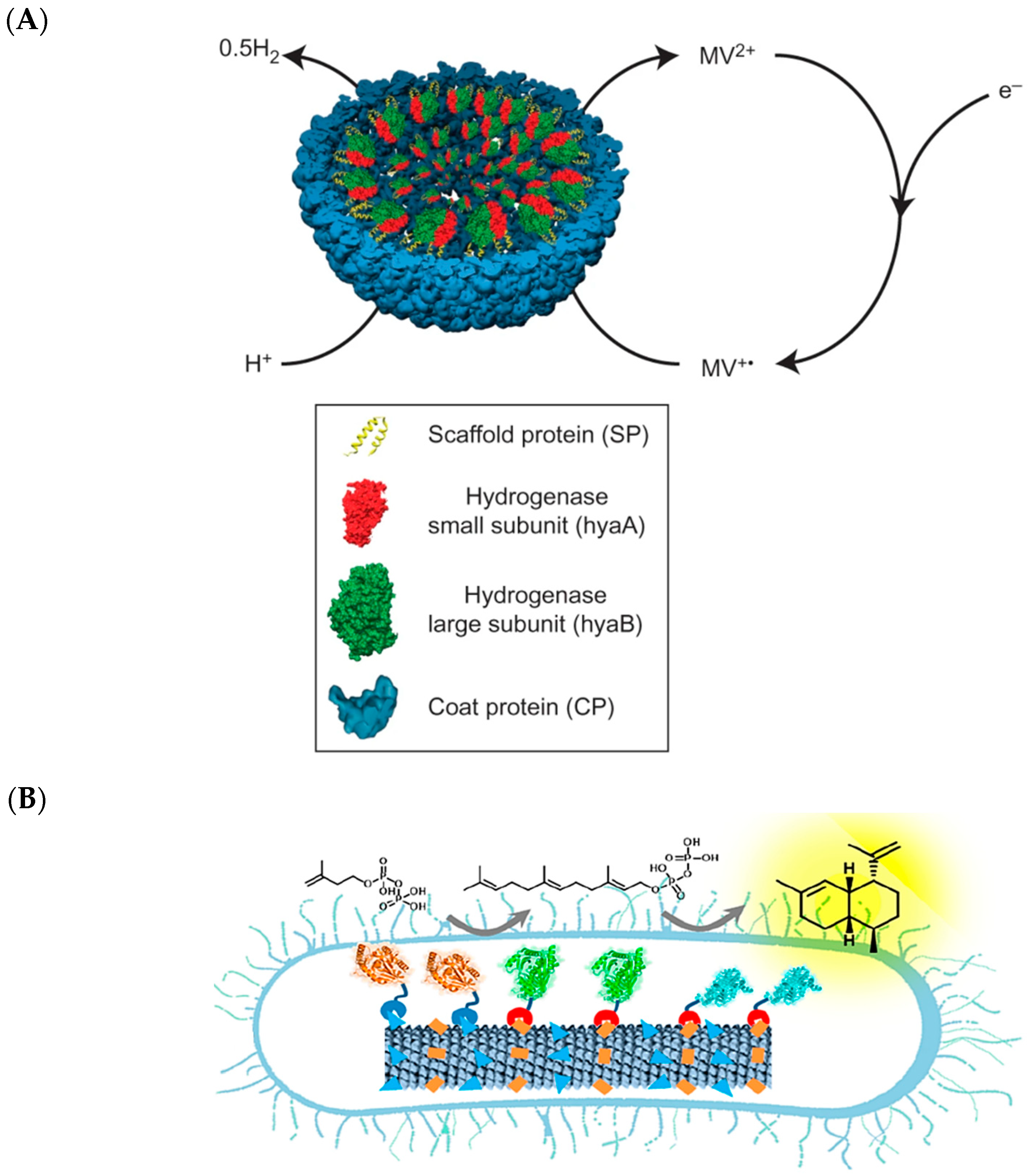 Molecules 26 01389 g004 Molecules 26 01389 g004