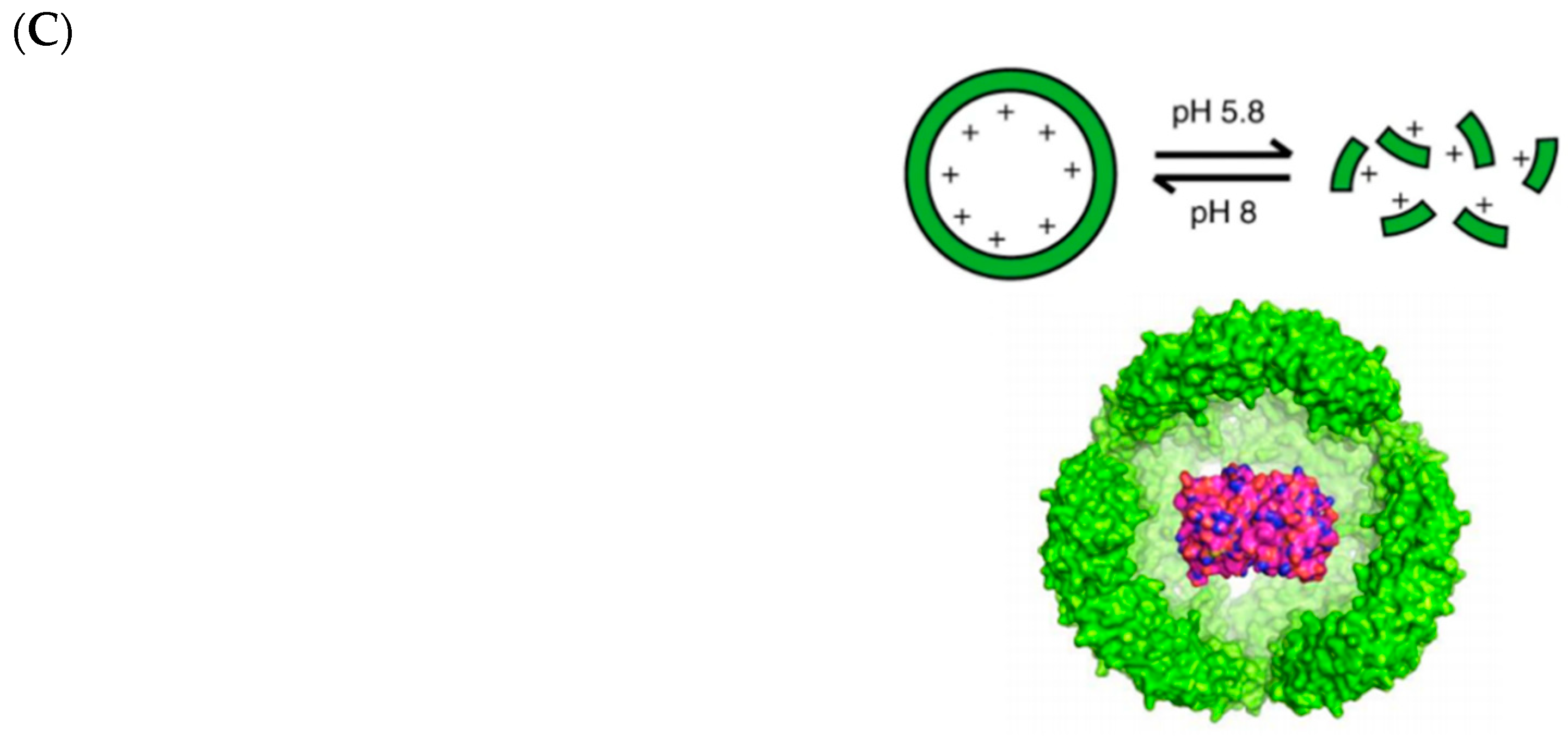 Molecules 26 01389 g005b Molecules 26 01389 g005b