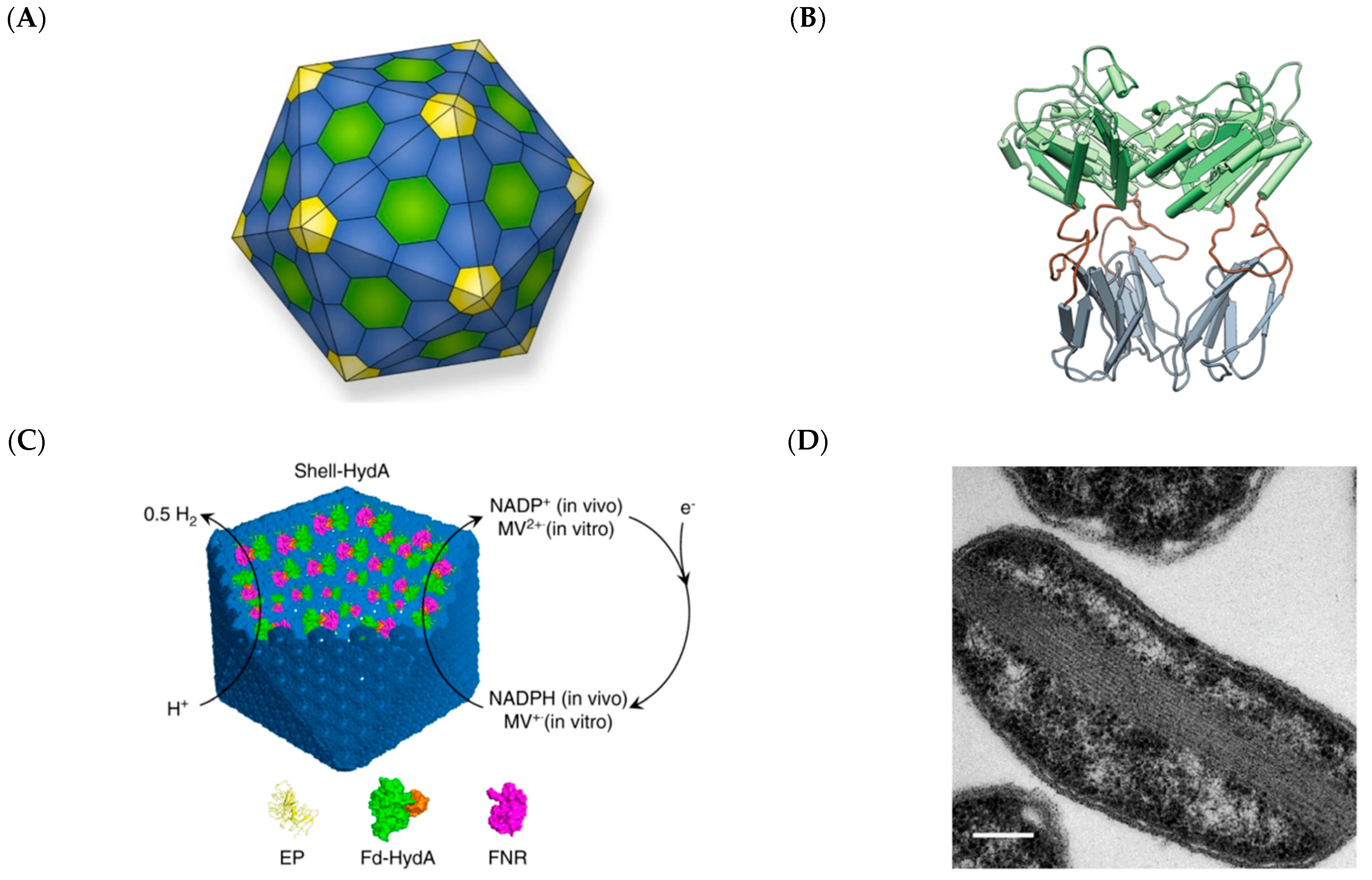 Molecules 26 01389 g006 Molecules 26 01389 g006