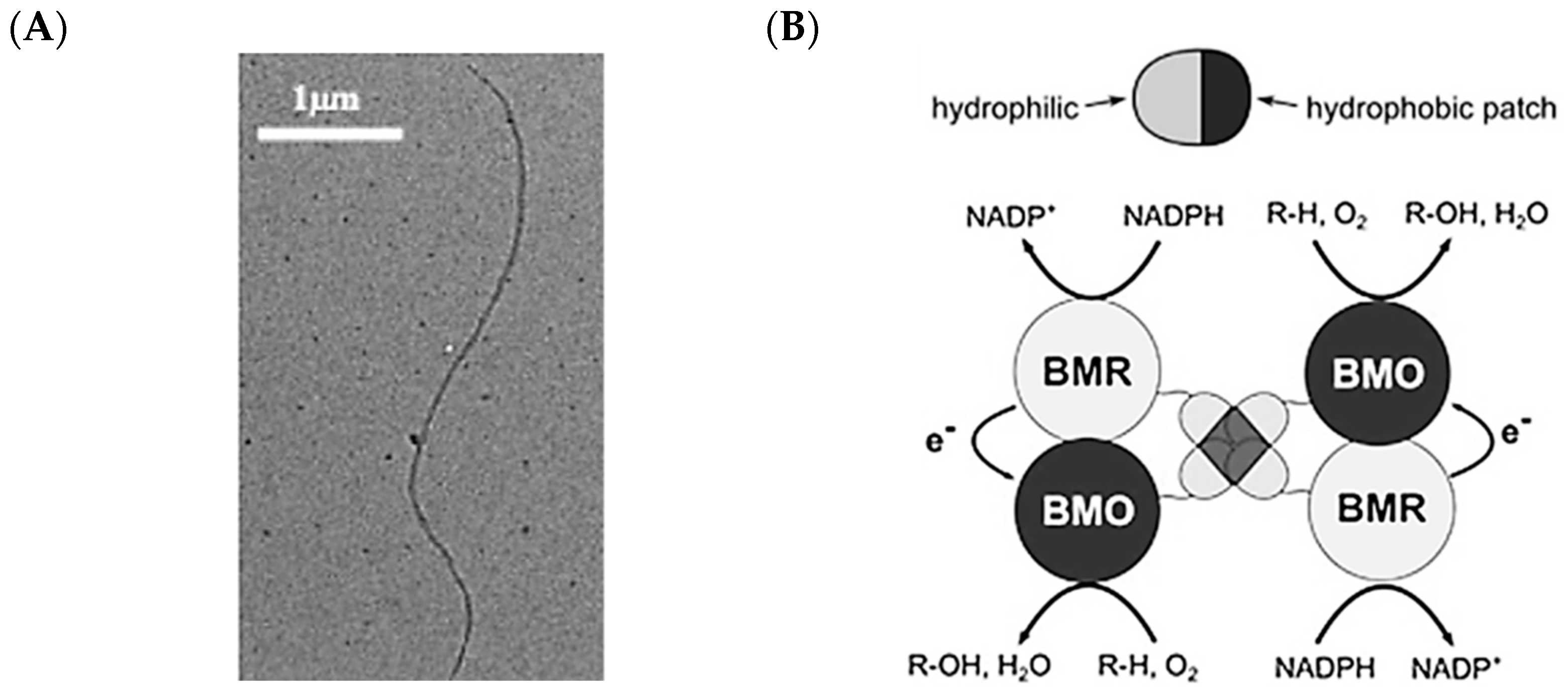 Molecules 26 01389 g008 Molecules 26 01389 g008
