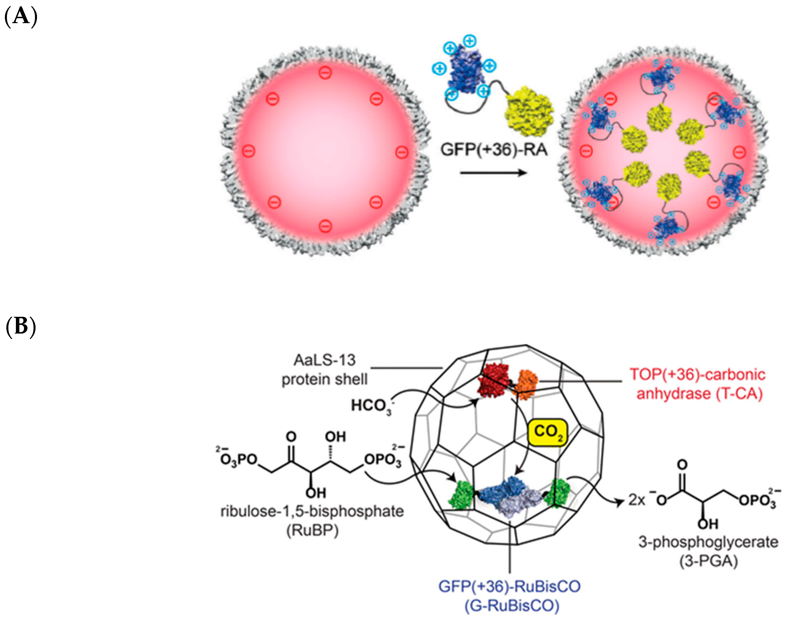 Molecules 26 01389 g010 Molecules 26 01389 g010
