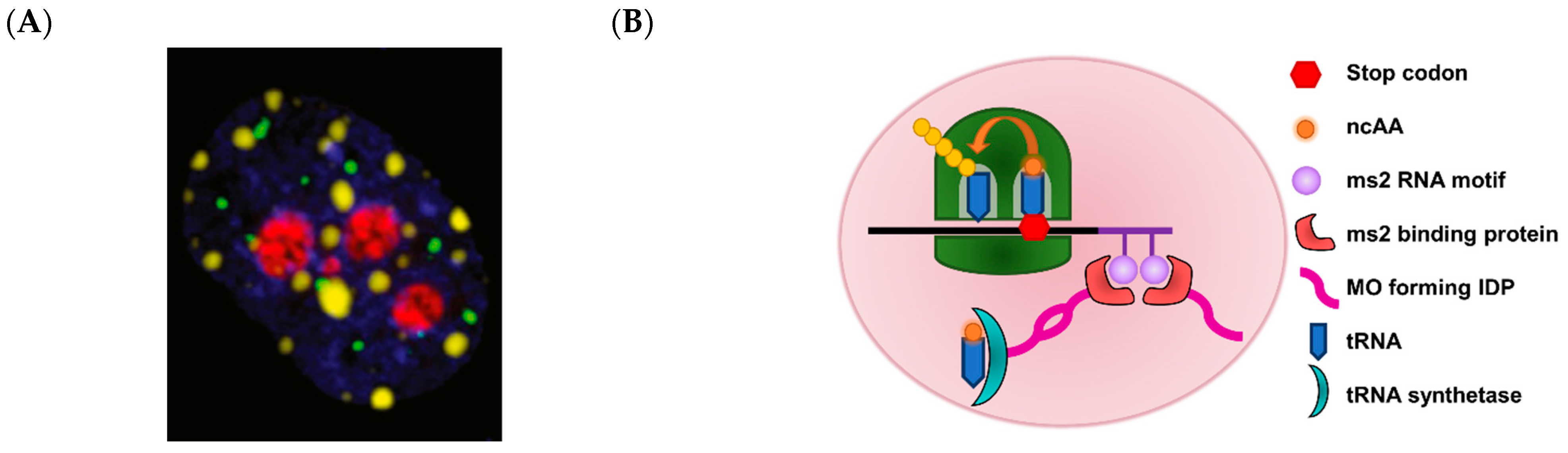 Molecules 26 01389 g011 Molecules 26 01389 g011