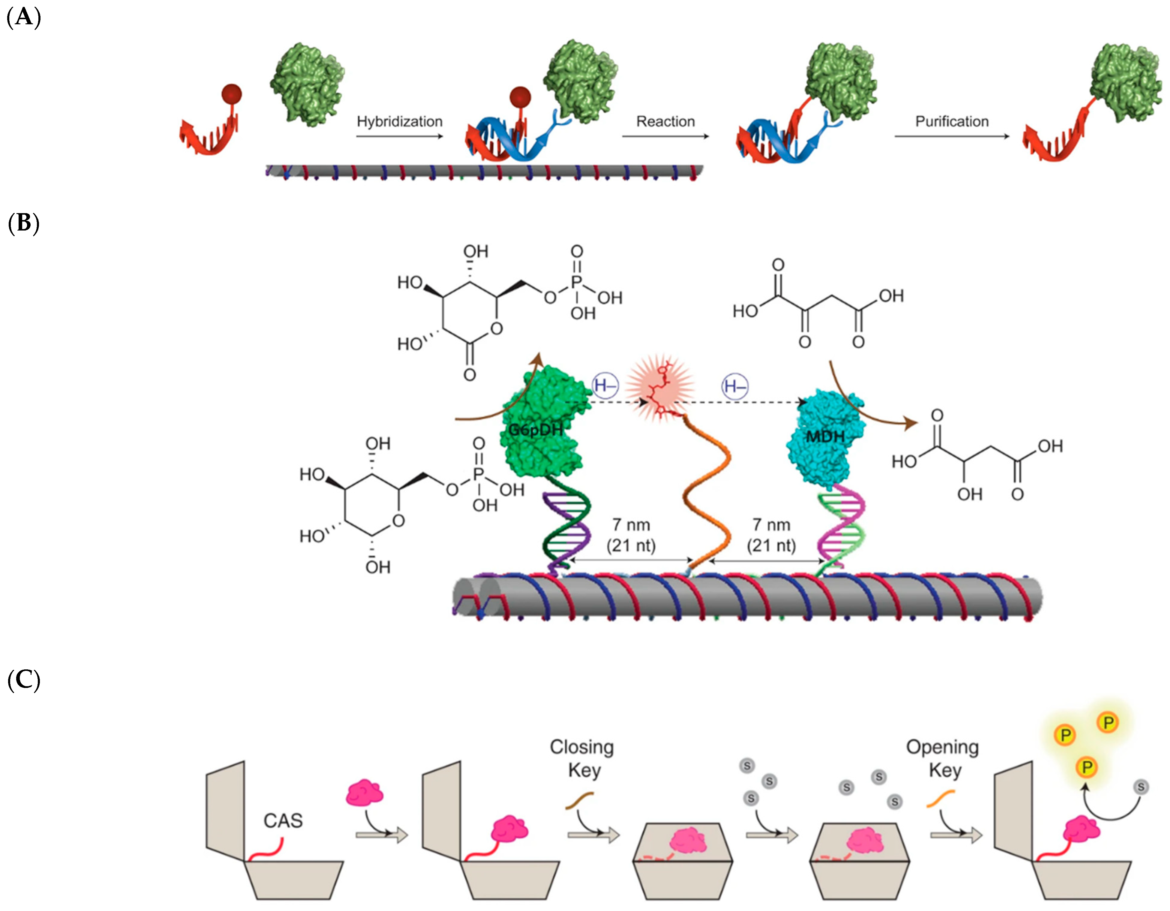 Molecules 26 01389 g012 Molecules 26 01389 g012
