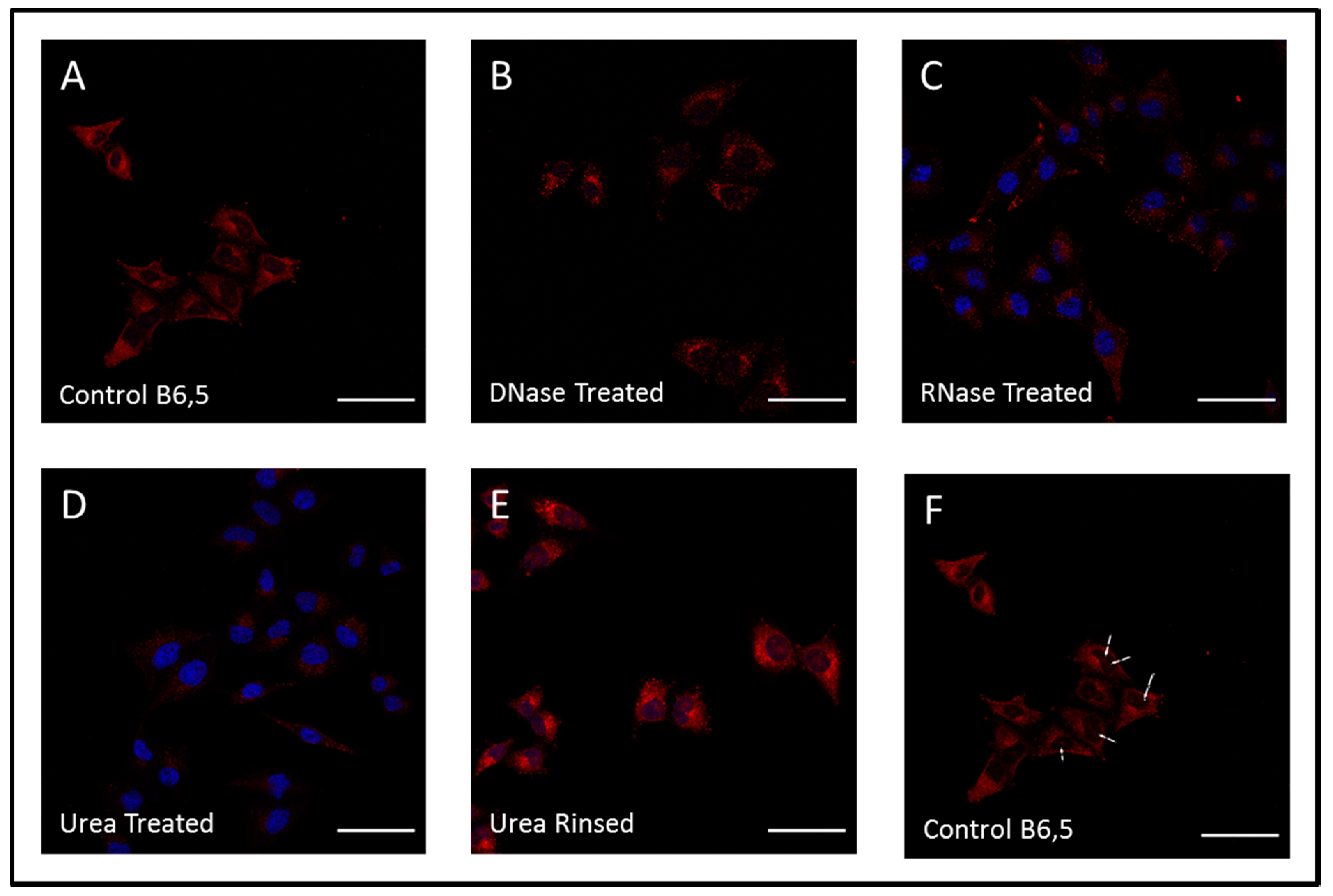 Molecules 26 01400 g007
