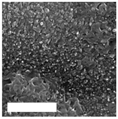 Molecules 26 01418 i006