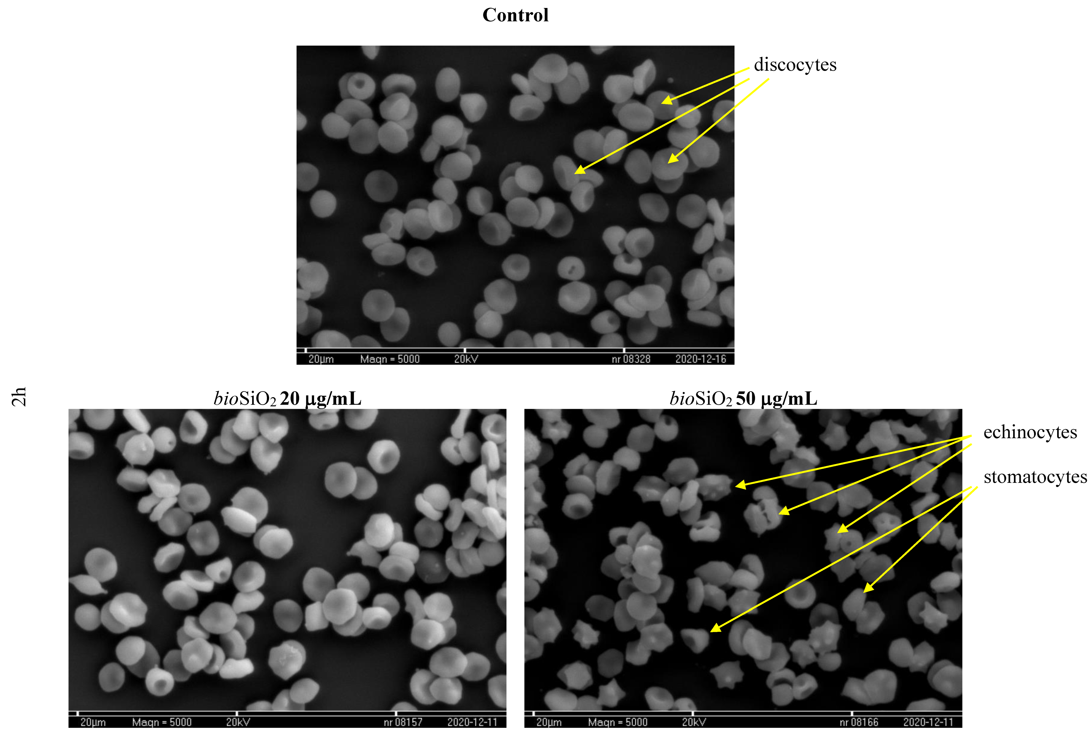 Molecules 26 01427 g012a Molecules 26 01427 g012a
