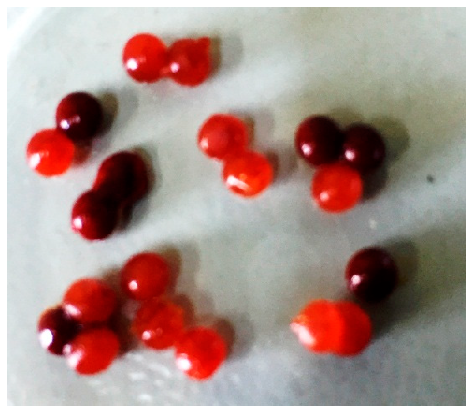 Molecules 26 01455 g001