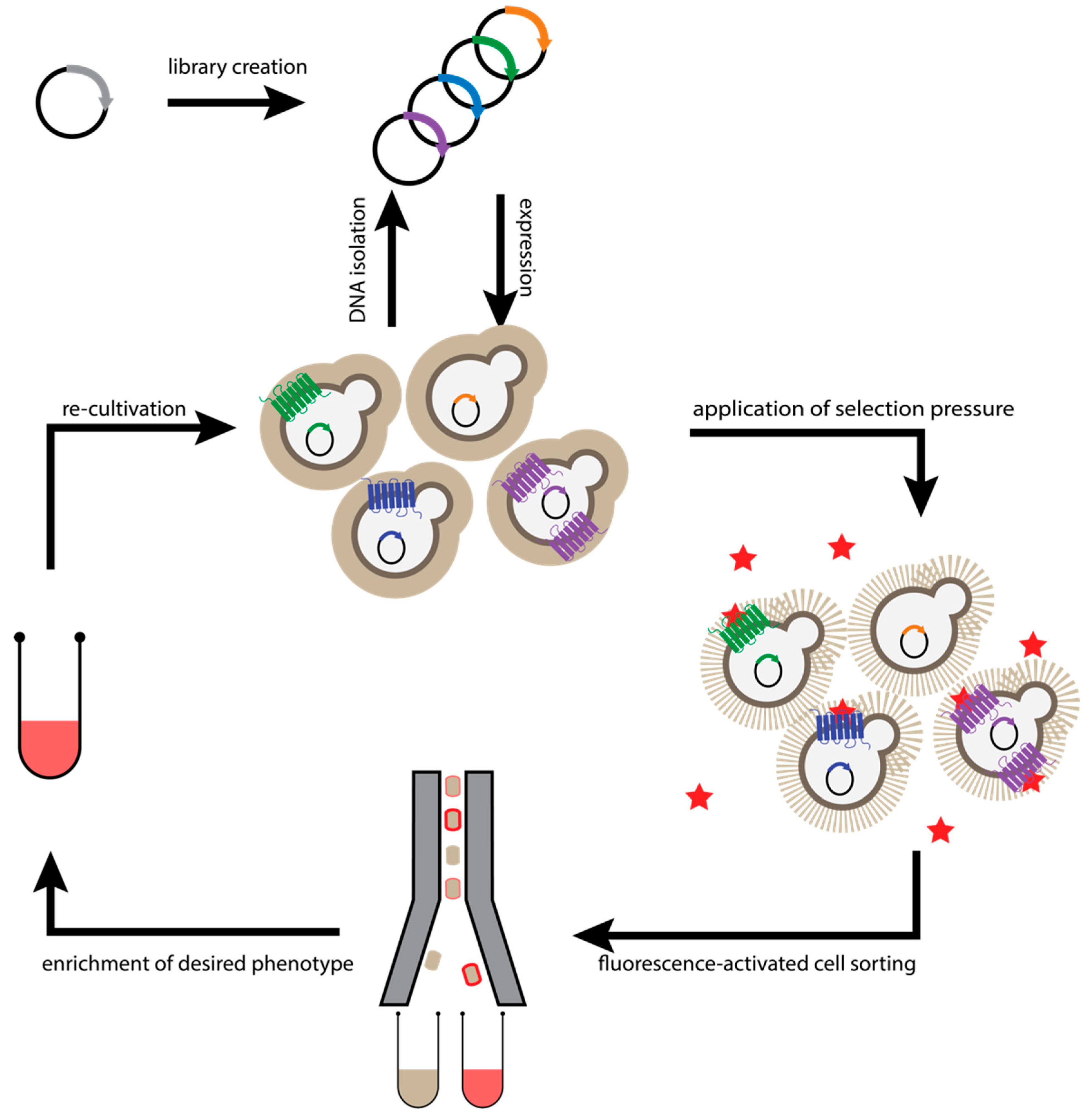 Molecules 26 01465 g004 Molecules 26 01465 g004