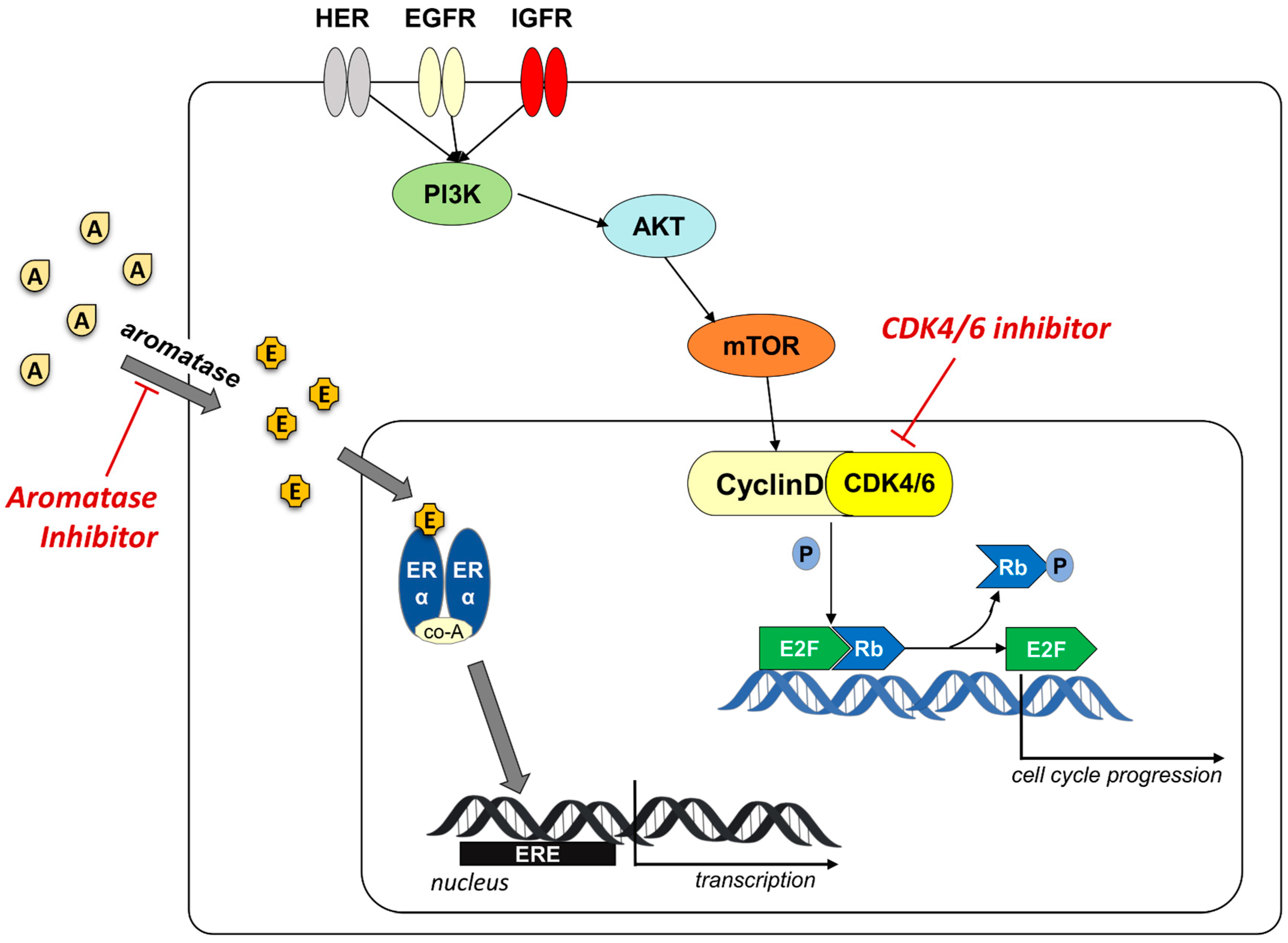 ｃｄ4 Natalizumab (Anti-CD49D / Integrin alpha 4) Biosimilar In