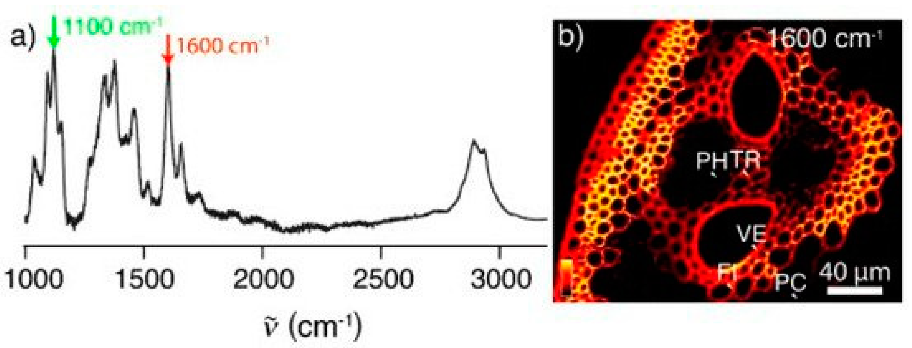 Molecules 26 01537 g002 Molecules 26 01537 g002