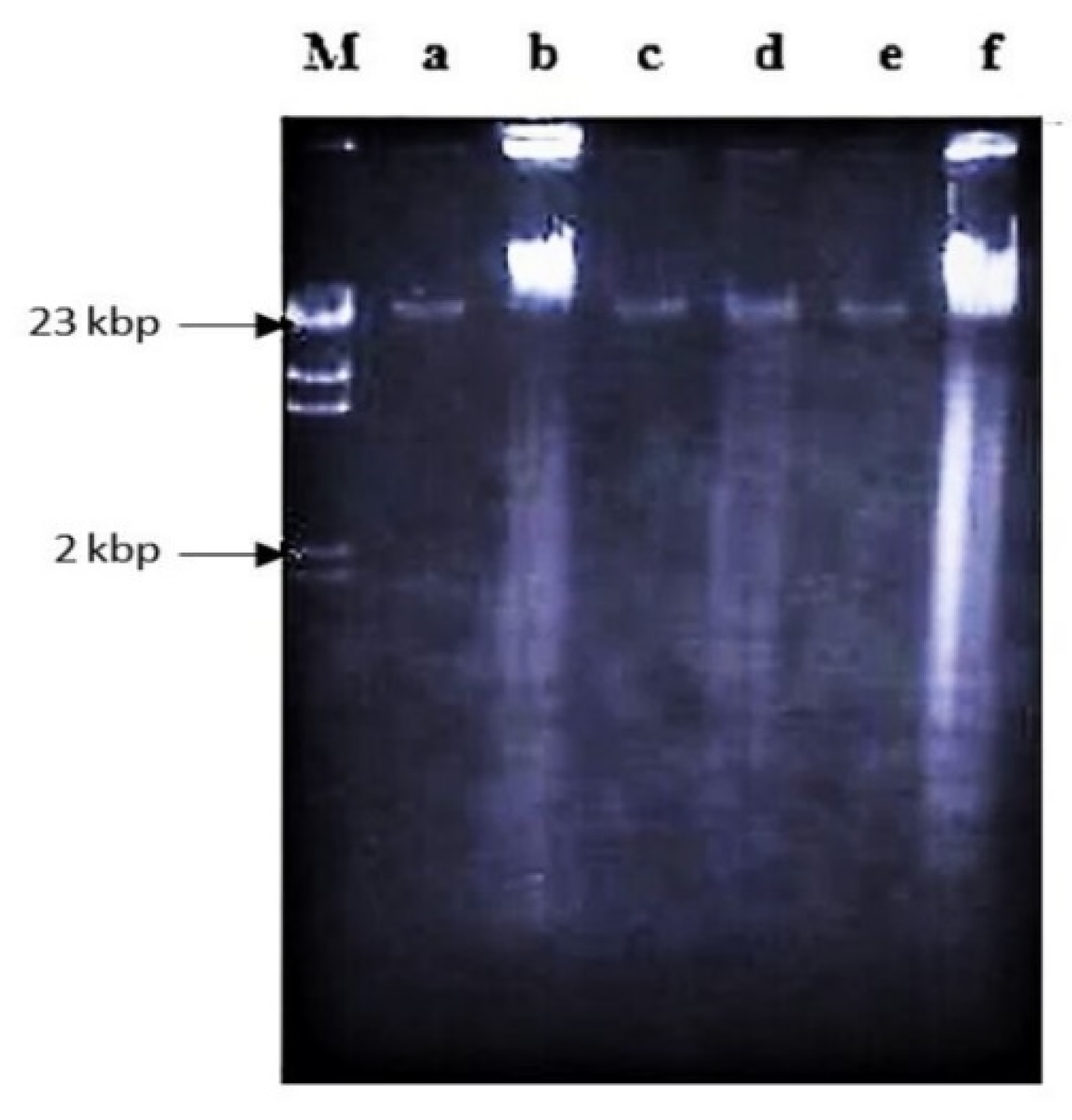 Molecules 26 01554 g004