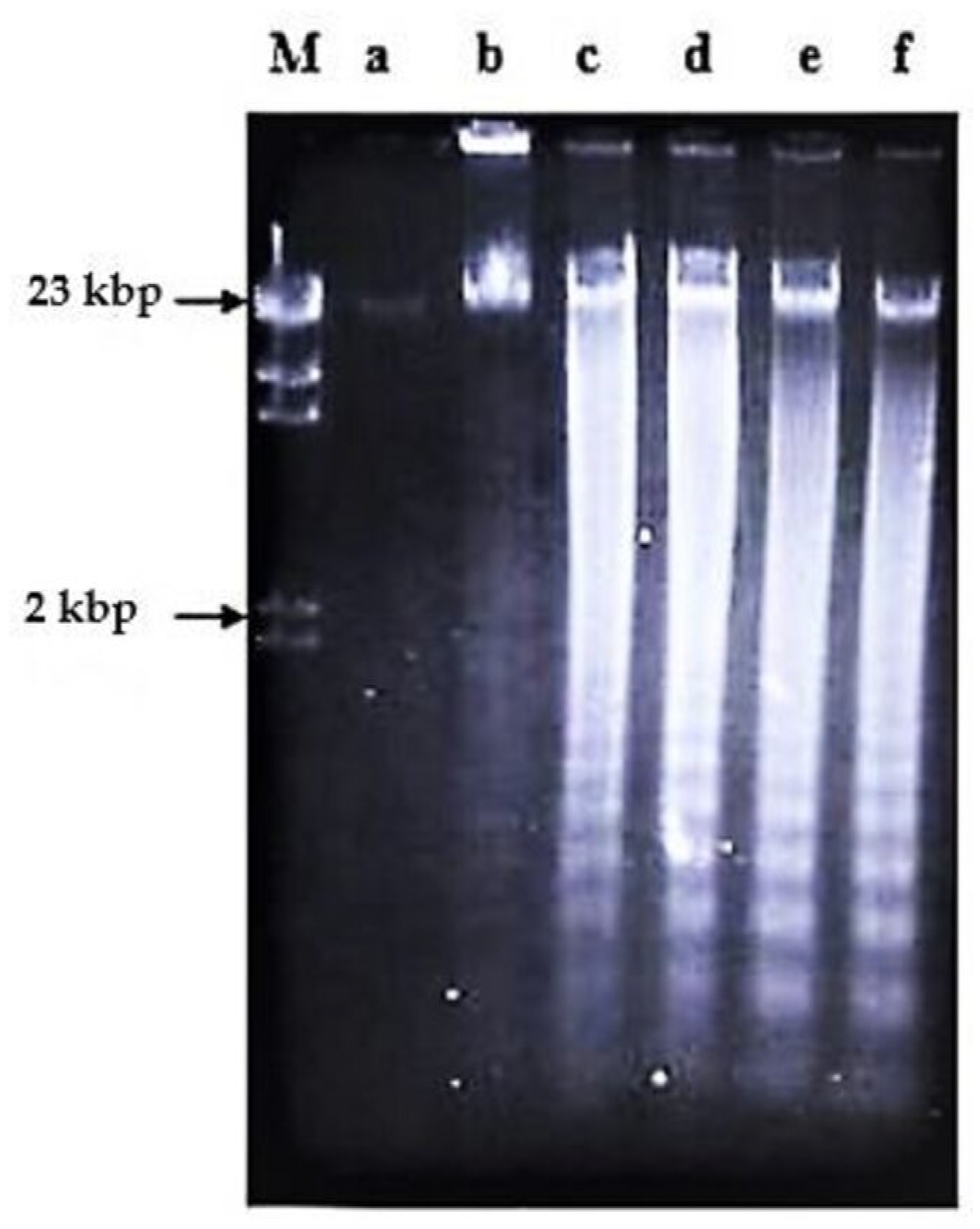 Molecules 26 01554 g006