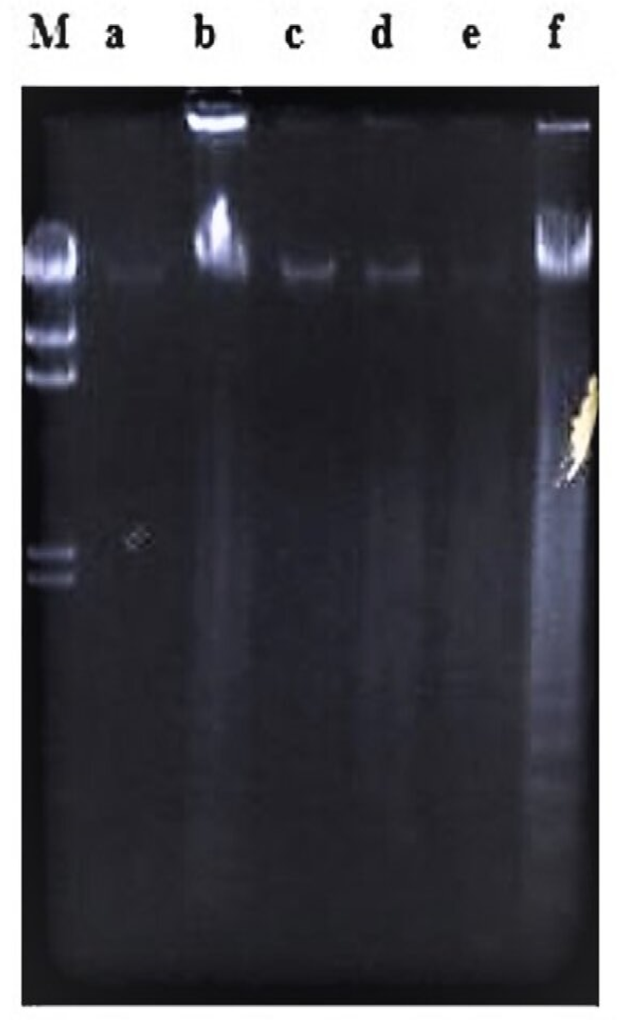 Molecules 26 01554 g007