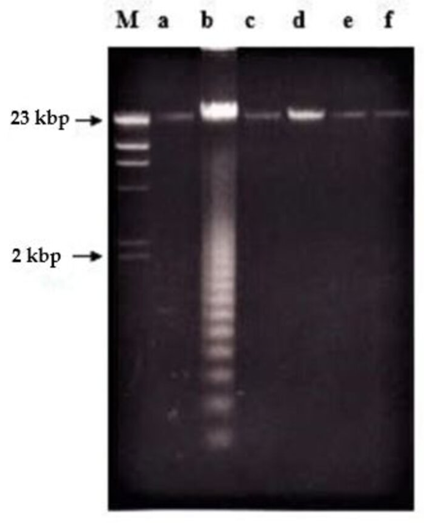 Molecules 26 01554 g009