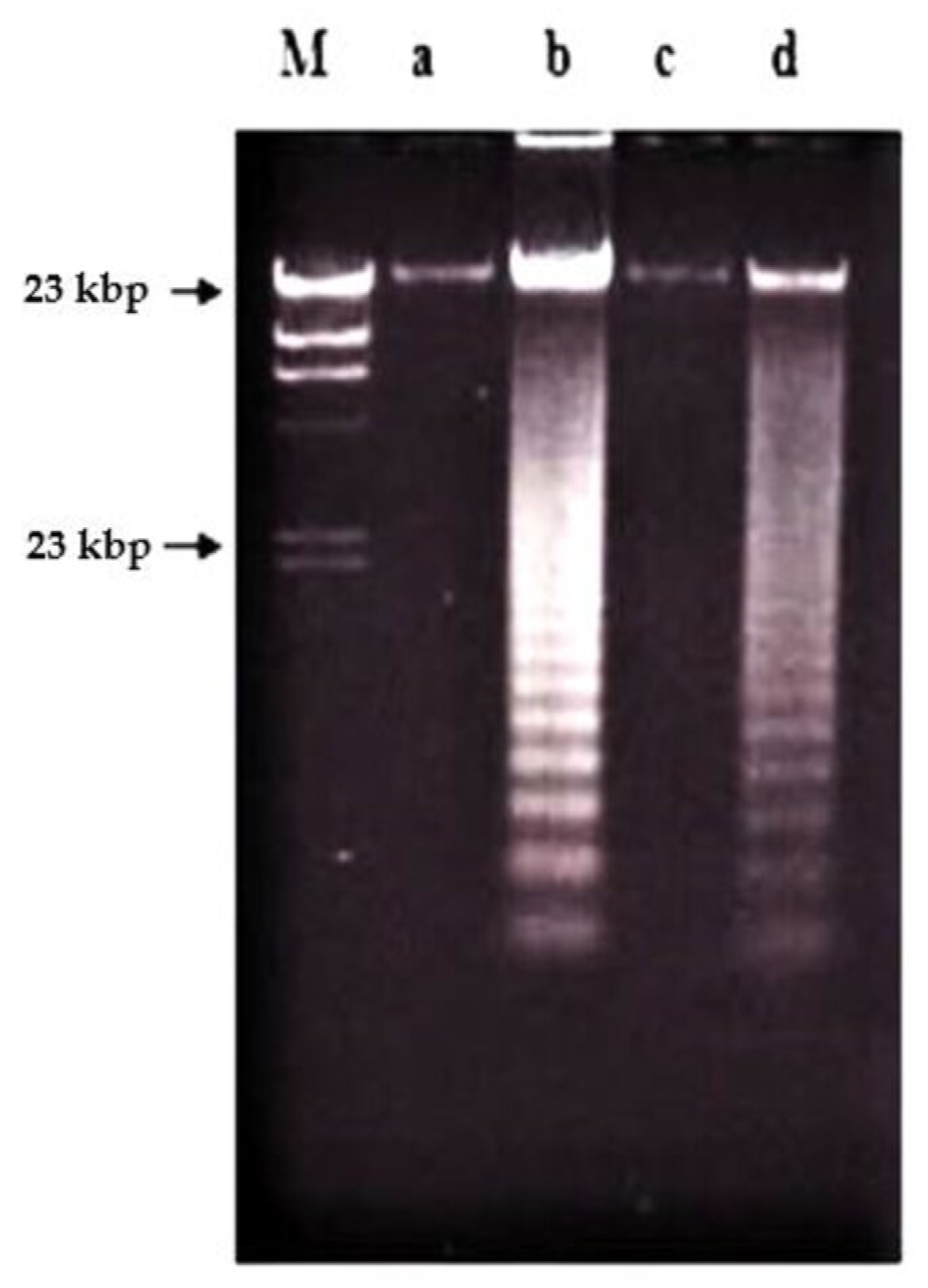 Molecules 26 01554 g011