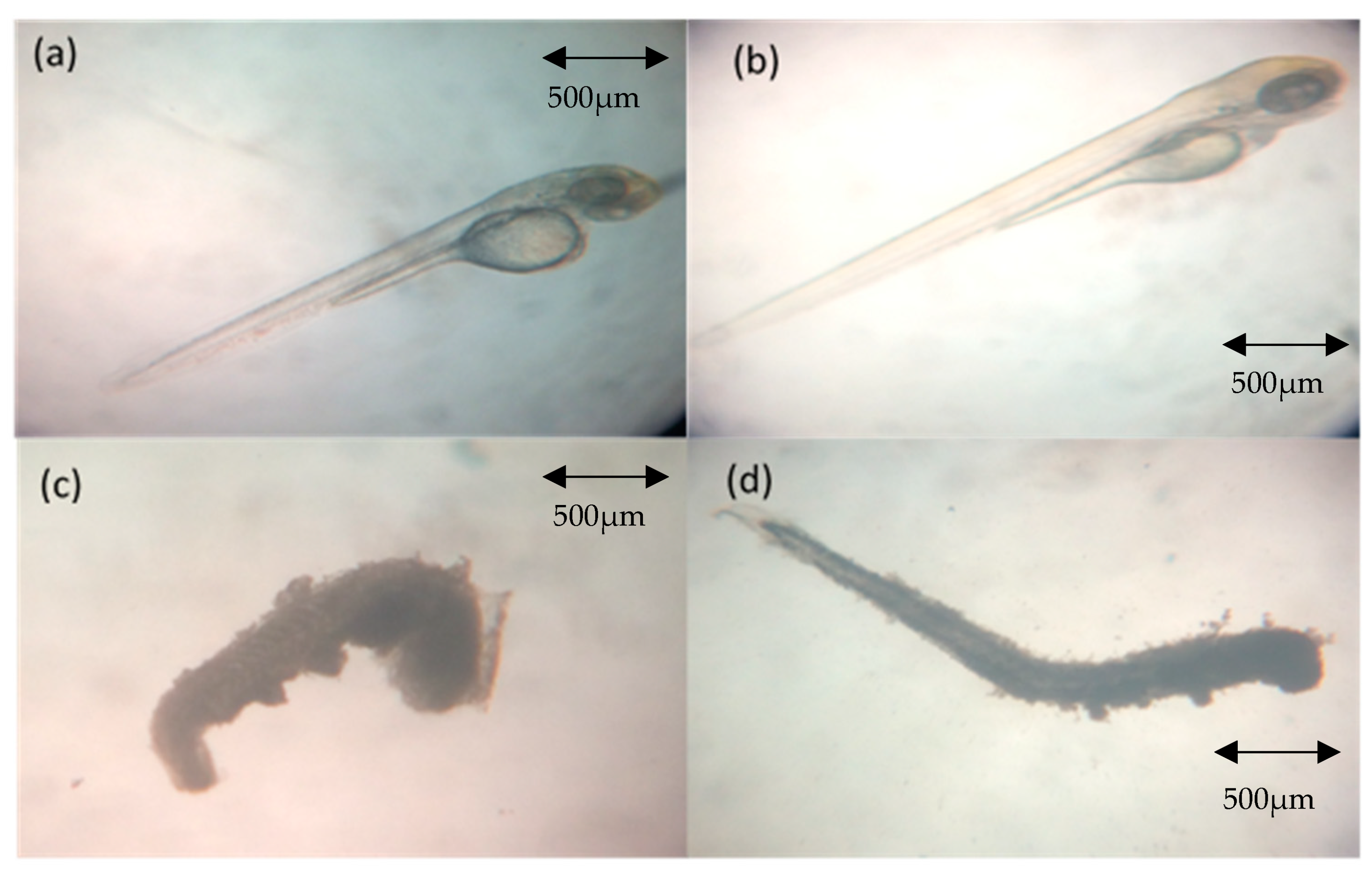 Molecules 26 01557 g001 Molecules 26 01557 g001