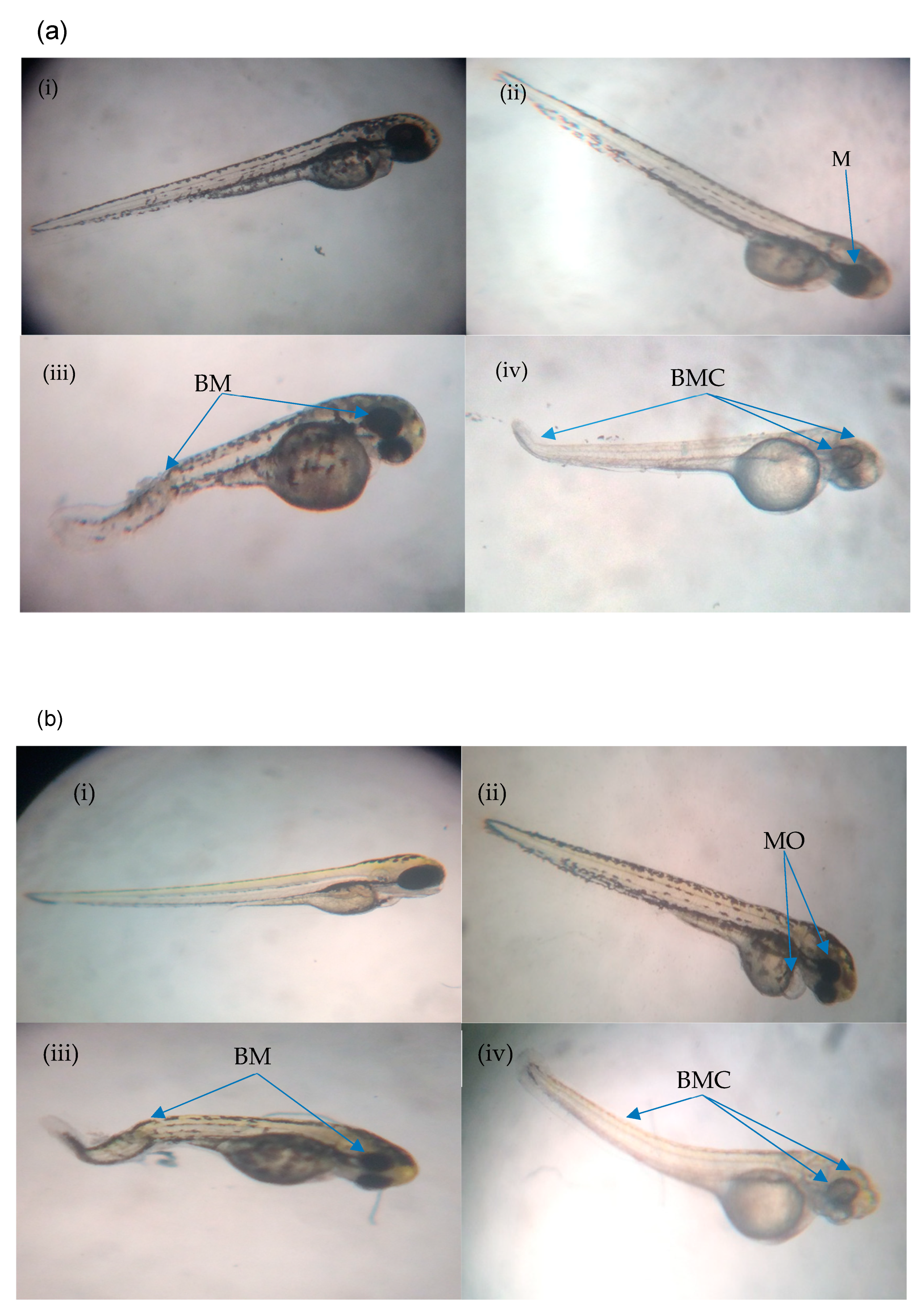Molecules 26 01557 g004a Molecules 26 01557 g004a