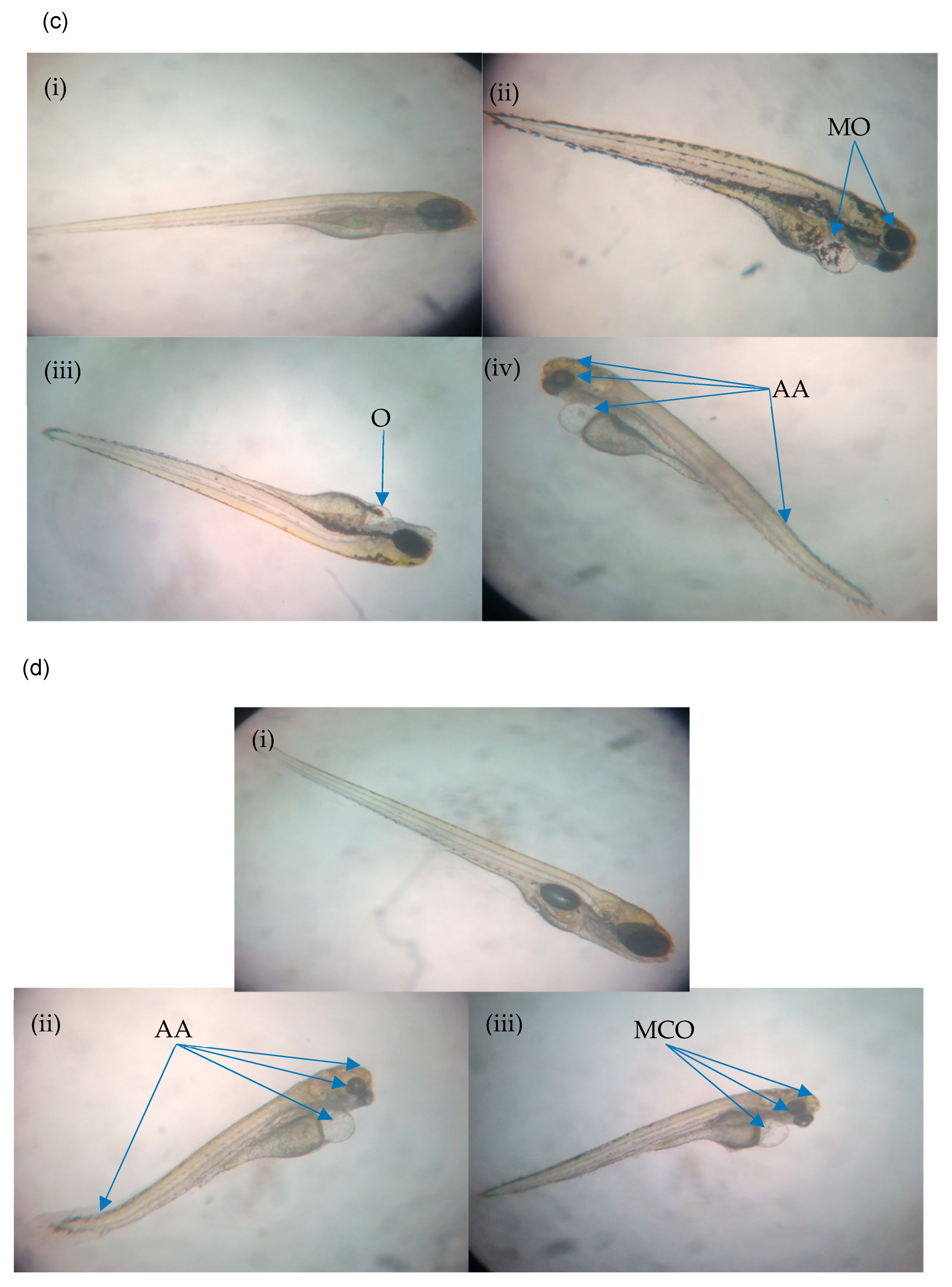 Molecules 26 01557 g004b Molecules 26 01557 g004b