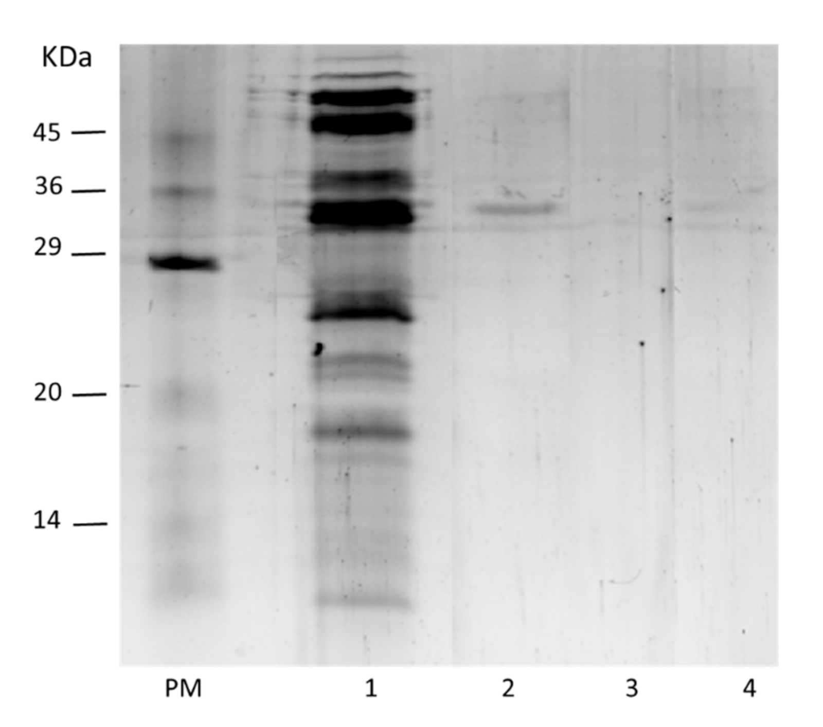 Molecules 26 01574 g003