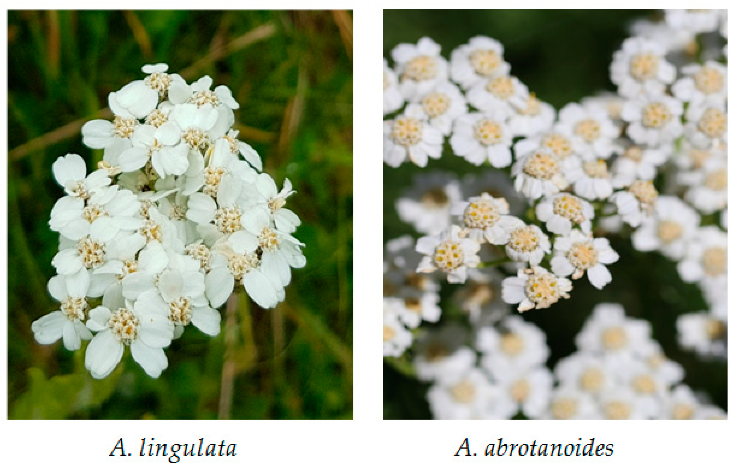 Molecules 26 01601 g001 Molecules 26 01601 g001