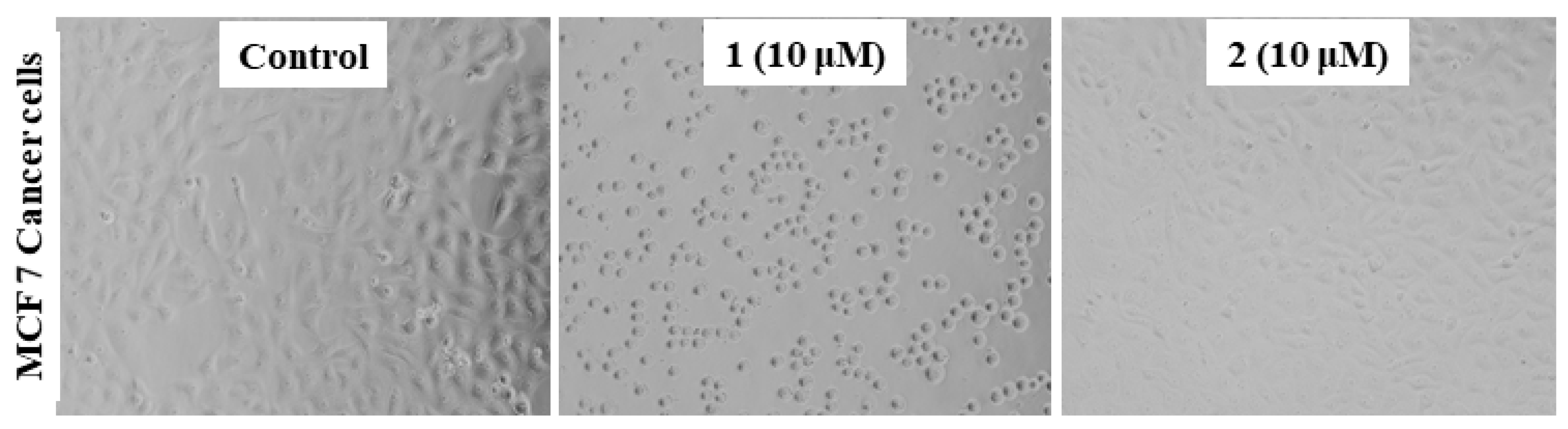 Molecules 26 01606 g004