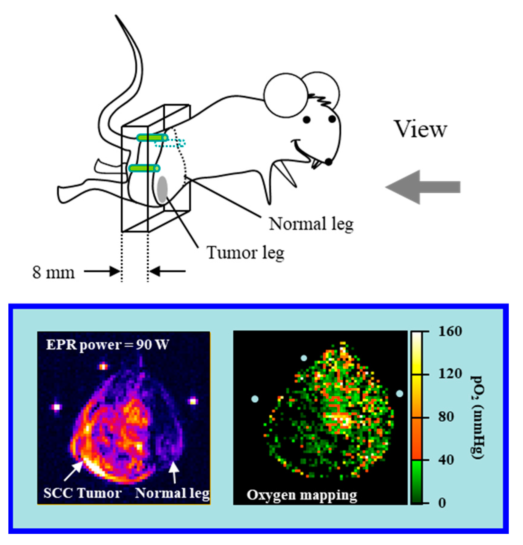 Molecules 26 01614 g007