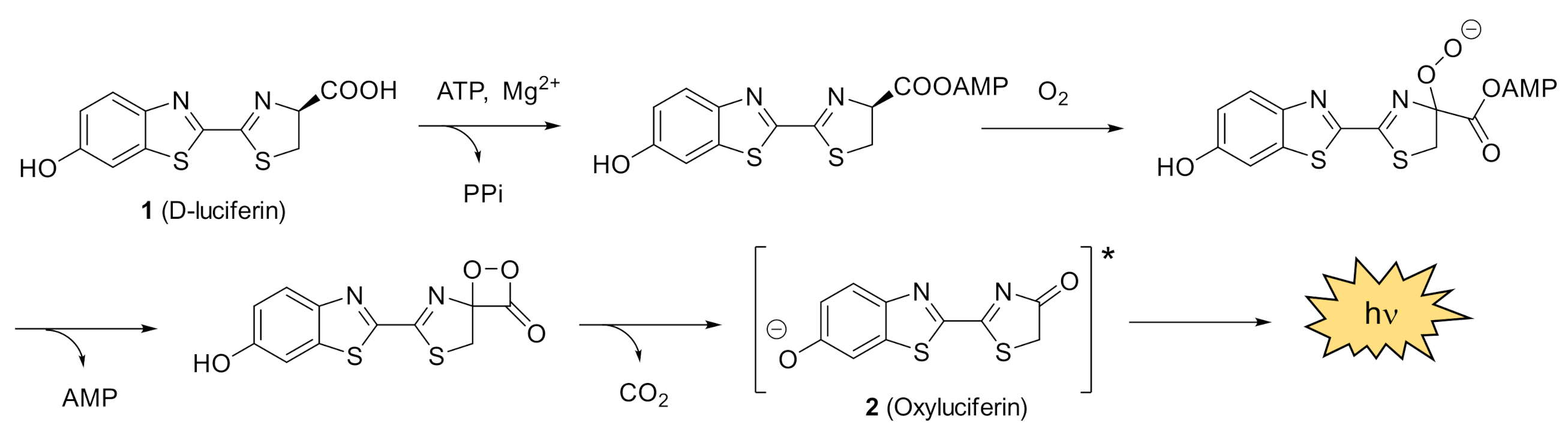 Molecules 26 01618 sch001 Molecules 26 01618 sch001