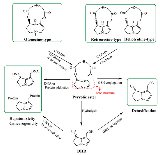 Determination of Toxic Pyrrolizidine Alkaloids in Traditional