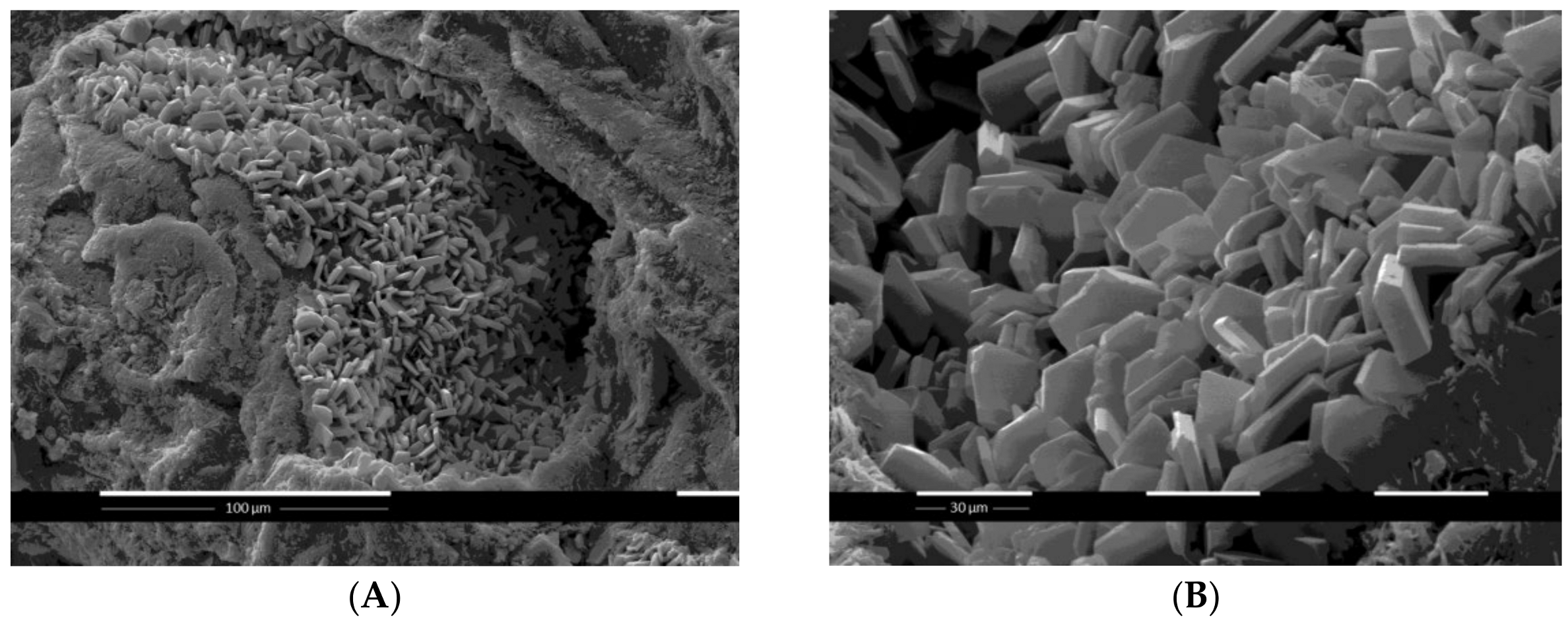 Molecules 26 01655 g001 Molecules 26 01655 g001