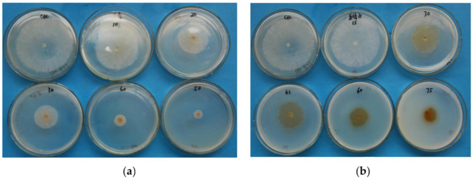 高速 割引 2025 西日本 Growth Restriction of Breakage via solani Rhizoctonia of 語学・辞書・学習参考書