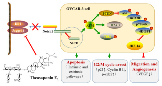 Theasaponin E1 Inhibits Platinum-Resistant Ovarian Cancer