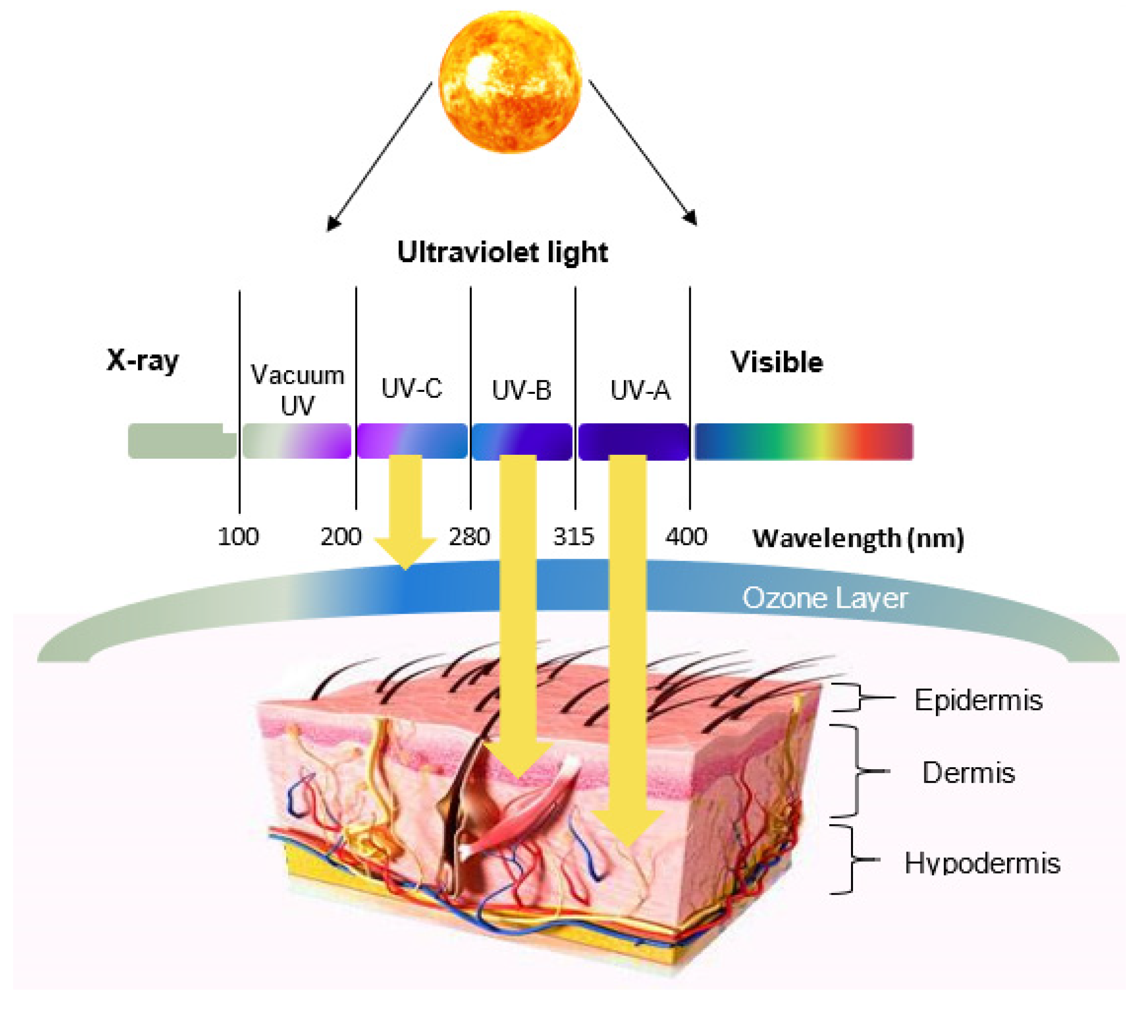 Molecules Free Full Text Sunscreens Containing Cyclodextrin Inclusion Complexes For Enhanced Efficiency A Strategy For Skin Cancer Prevention Html