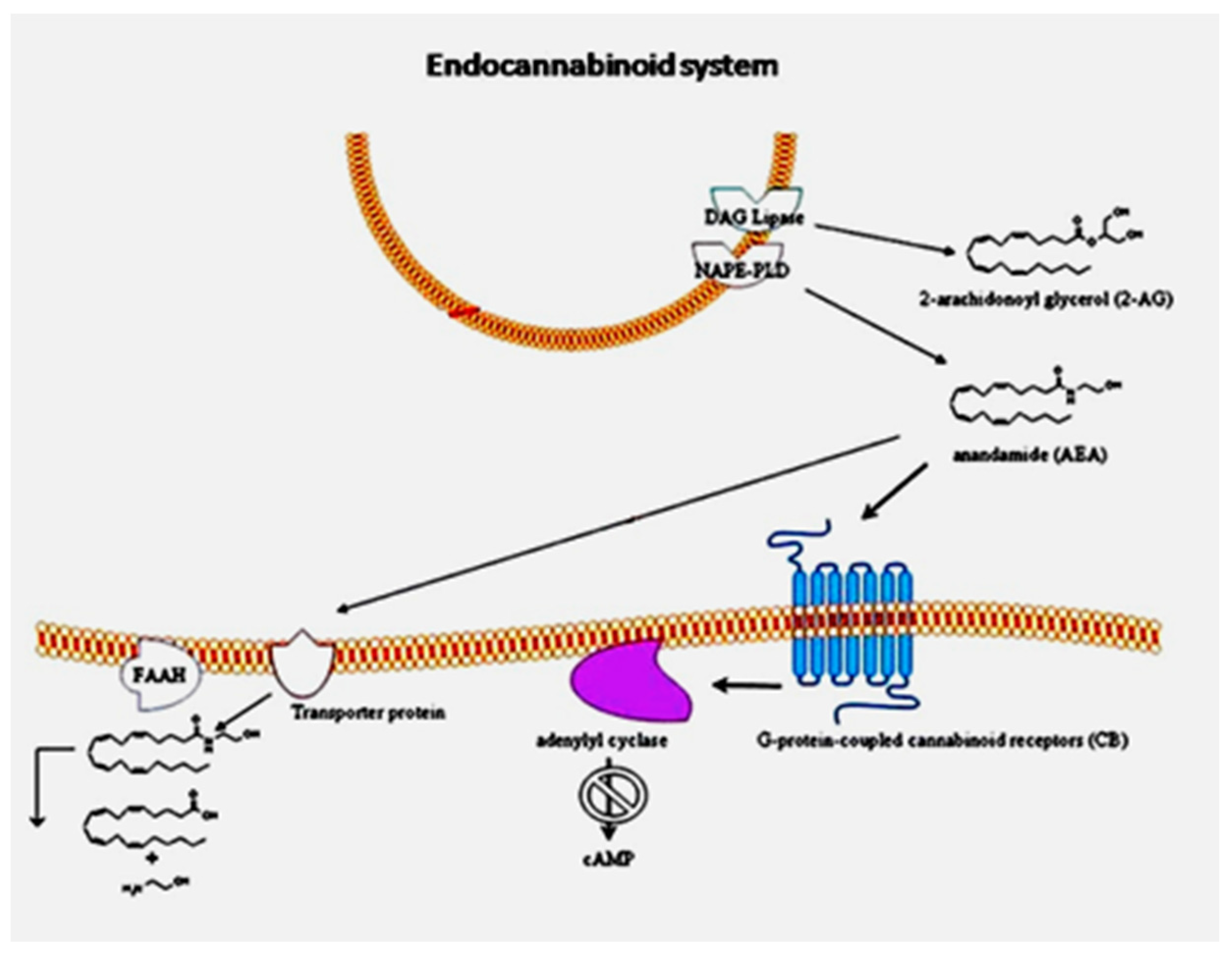 Molecules Free FullText Endocannabinoid System Dysregulation from