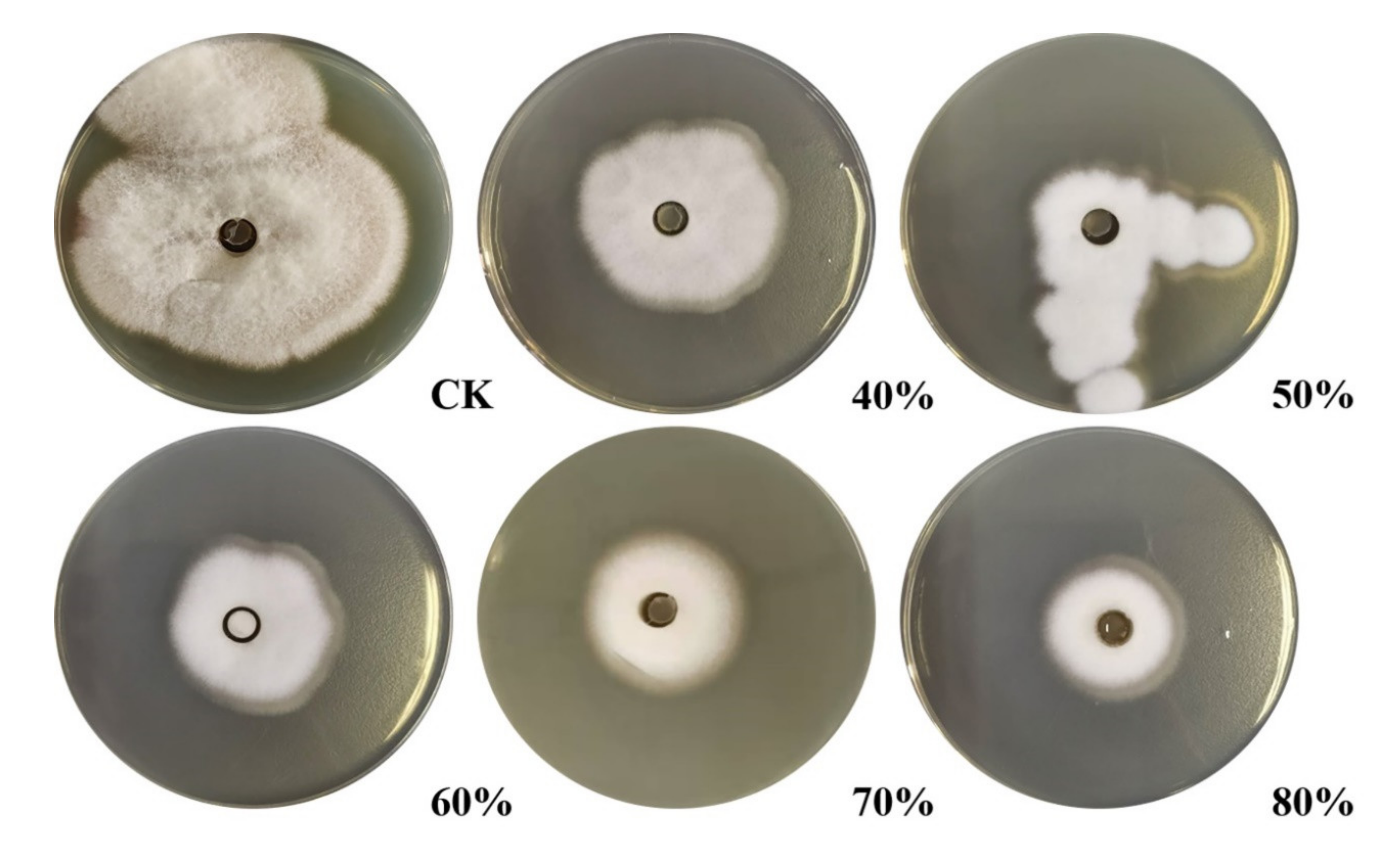 Molecules 26 01863 g001